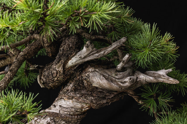 Larix laricina 2