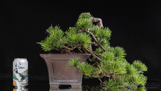 Pinus contorta