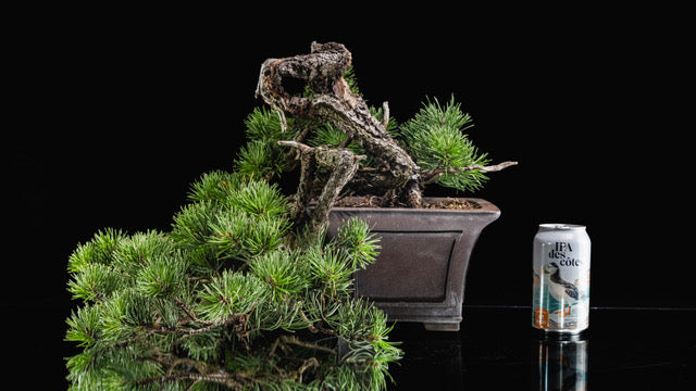 Pinus contorta