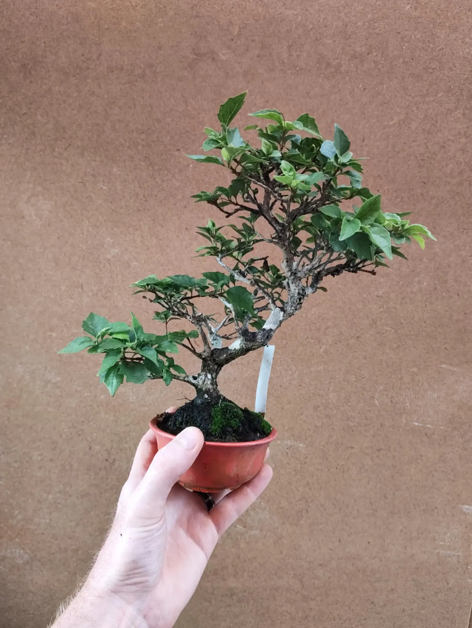Premna japonica Canada Bonsai