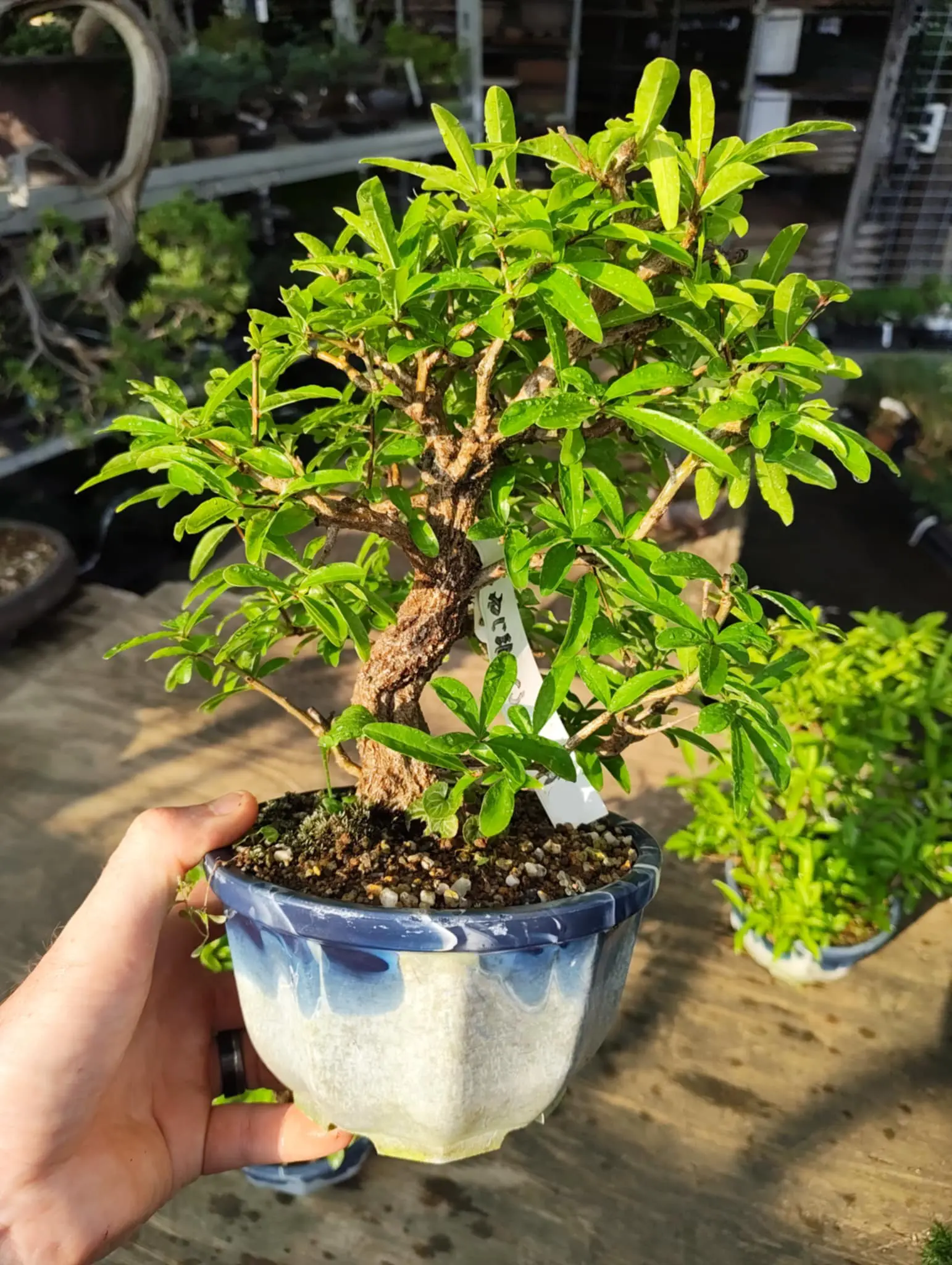 Punica granatum Canada Bonsai
