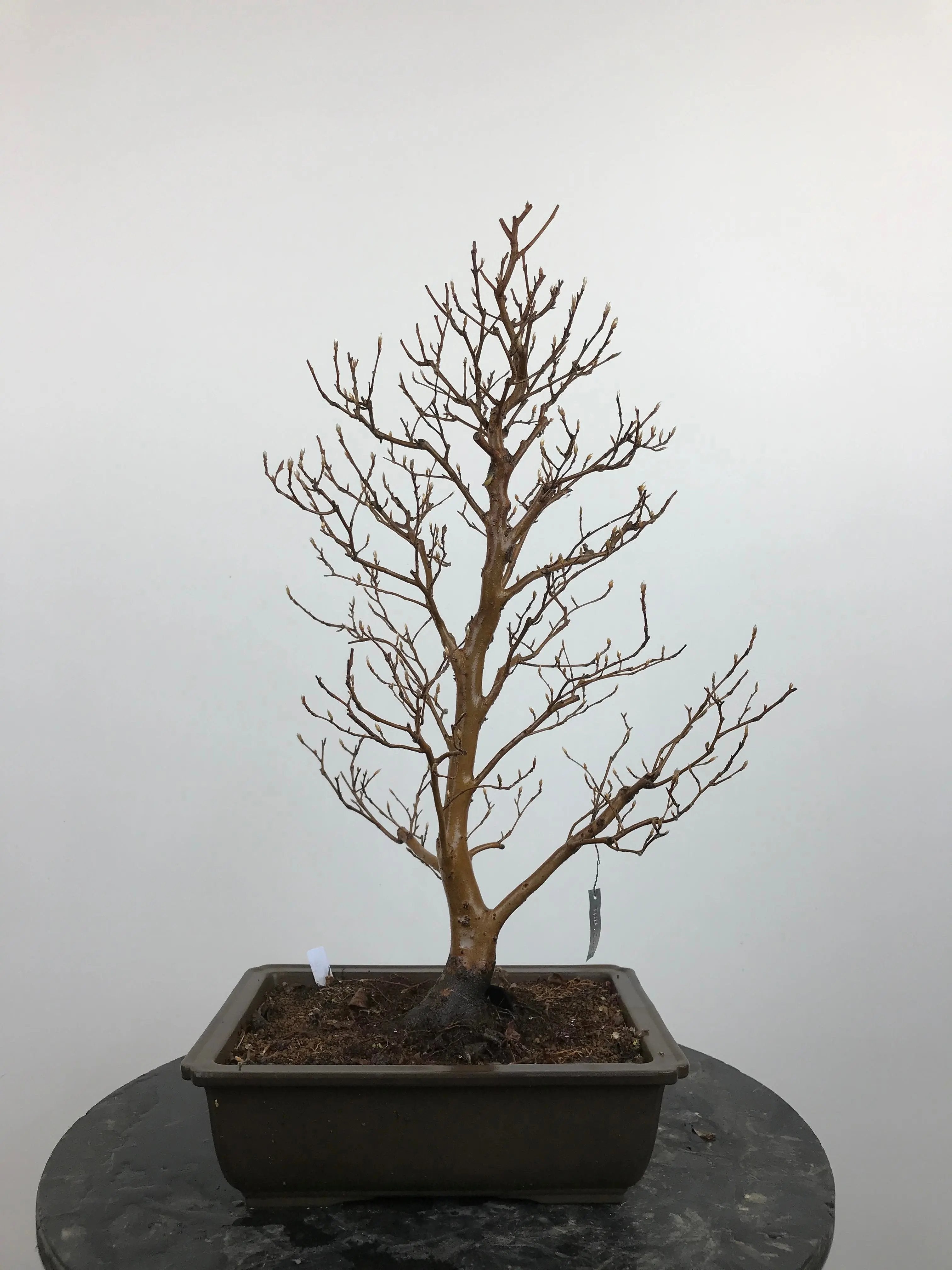 Stewartia #4 Canada Bonsai