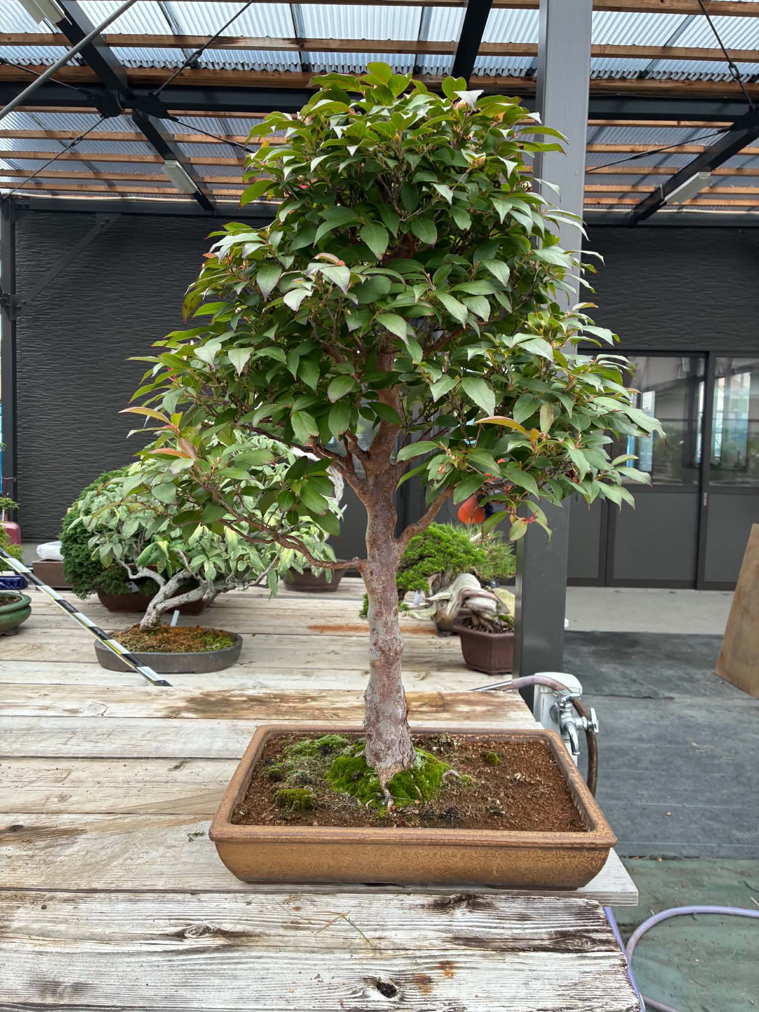 Stewartia monadelpha