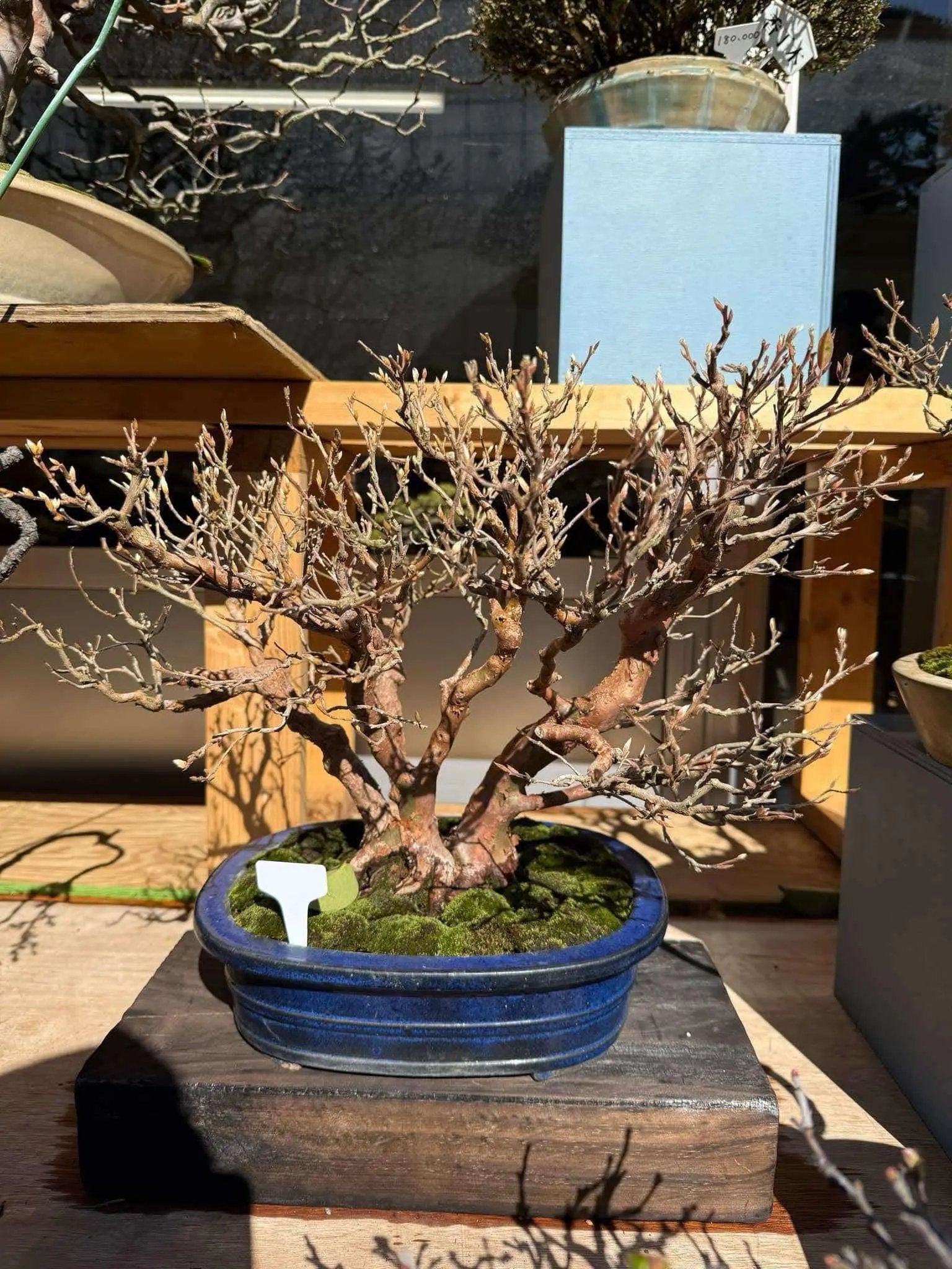 Stewartia monadelpha Canada Bonsai