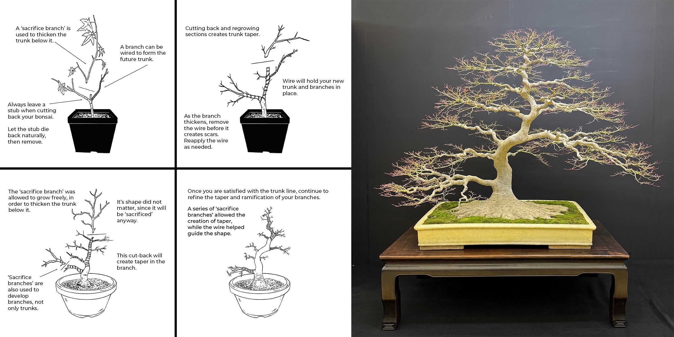 Acer palmatum 'Emerald Lace'