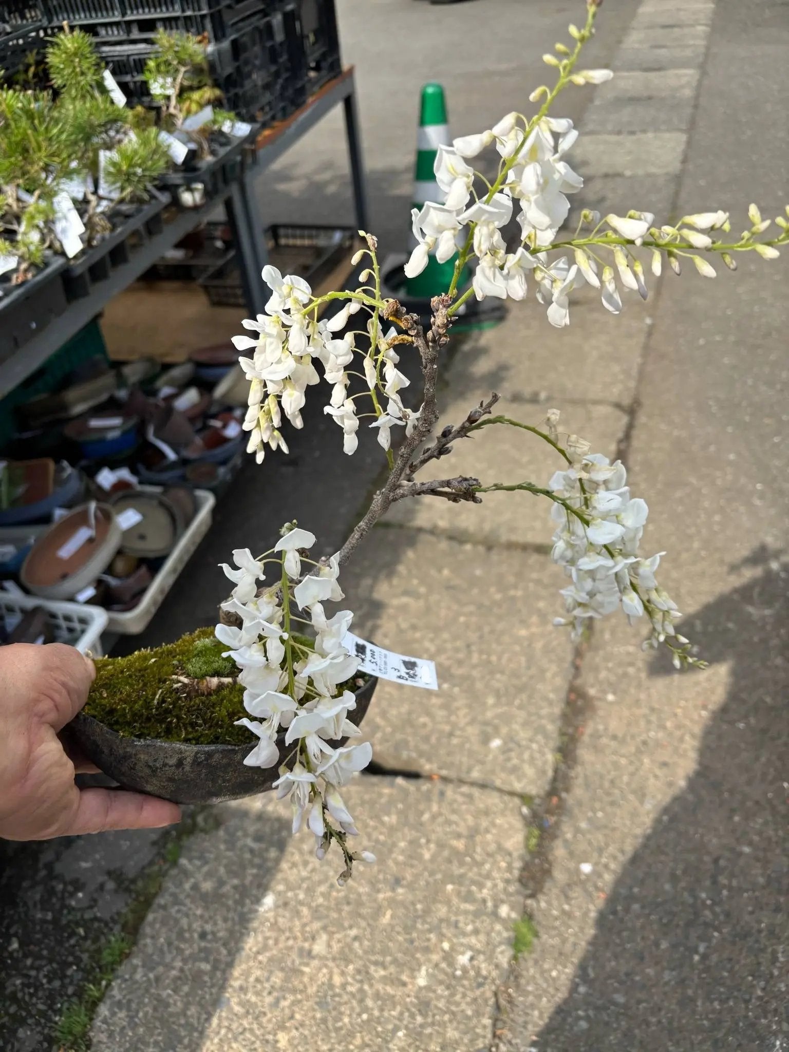 Wisteria floribunda Canada Bonsai