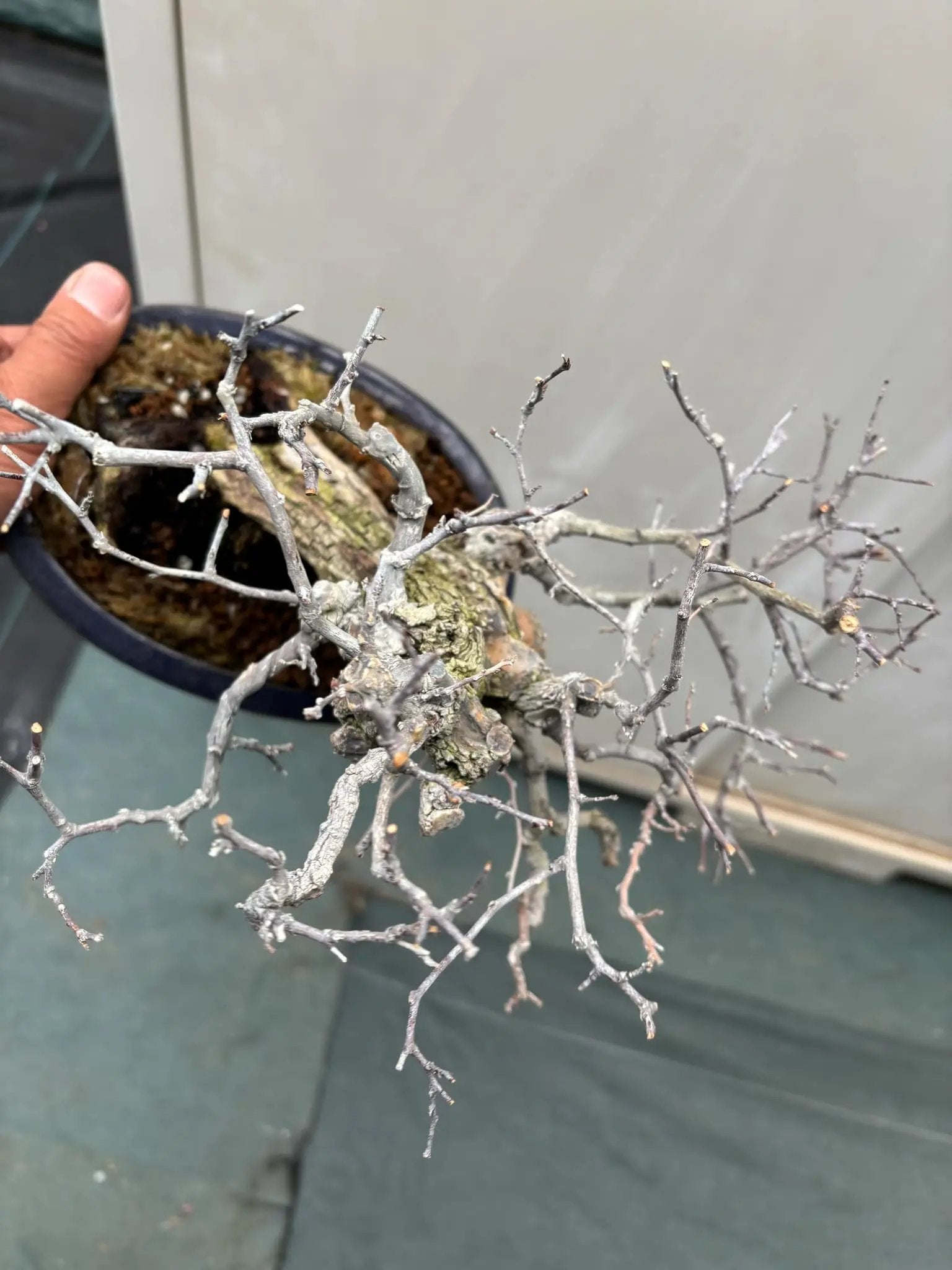 Berchemia racemosa Canada Bonsai