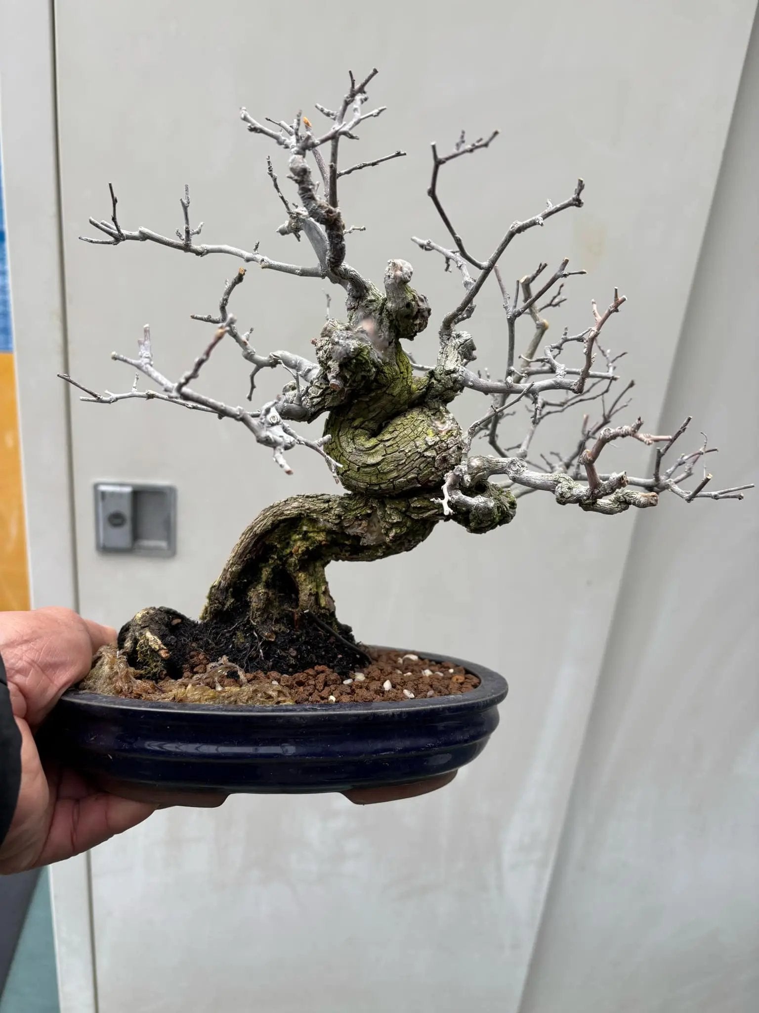 Berchemia racemosa Canada Bonsai