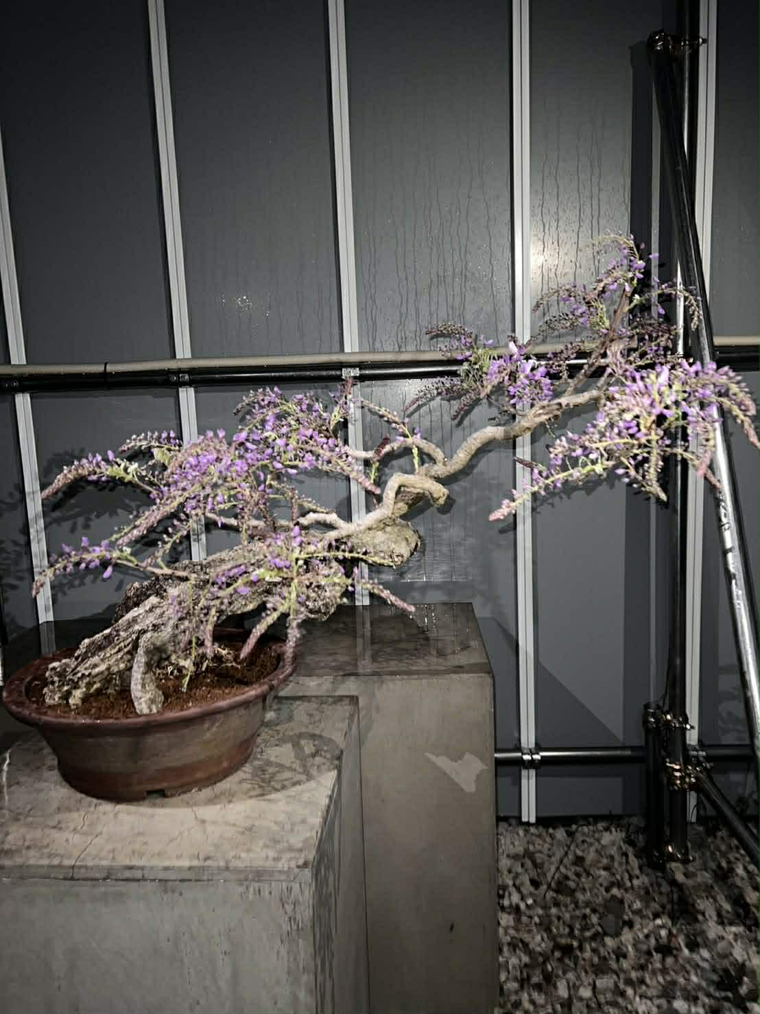 Wisteria floribunda