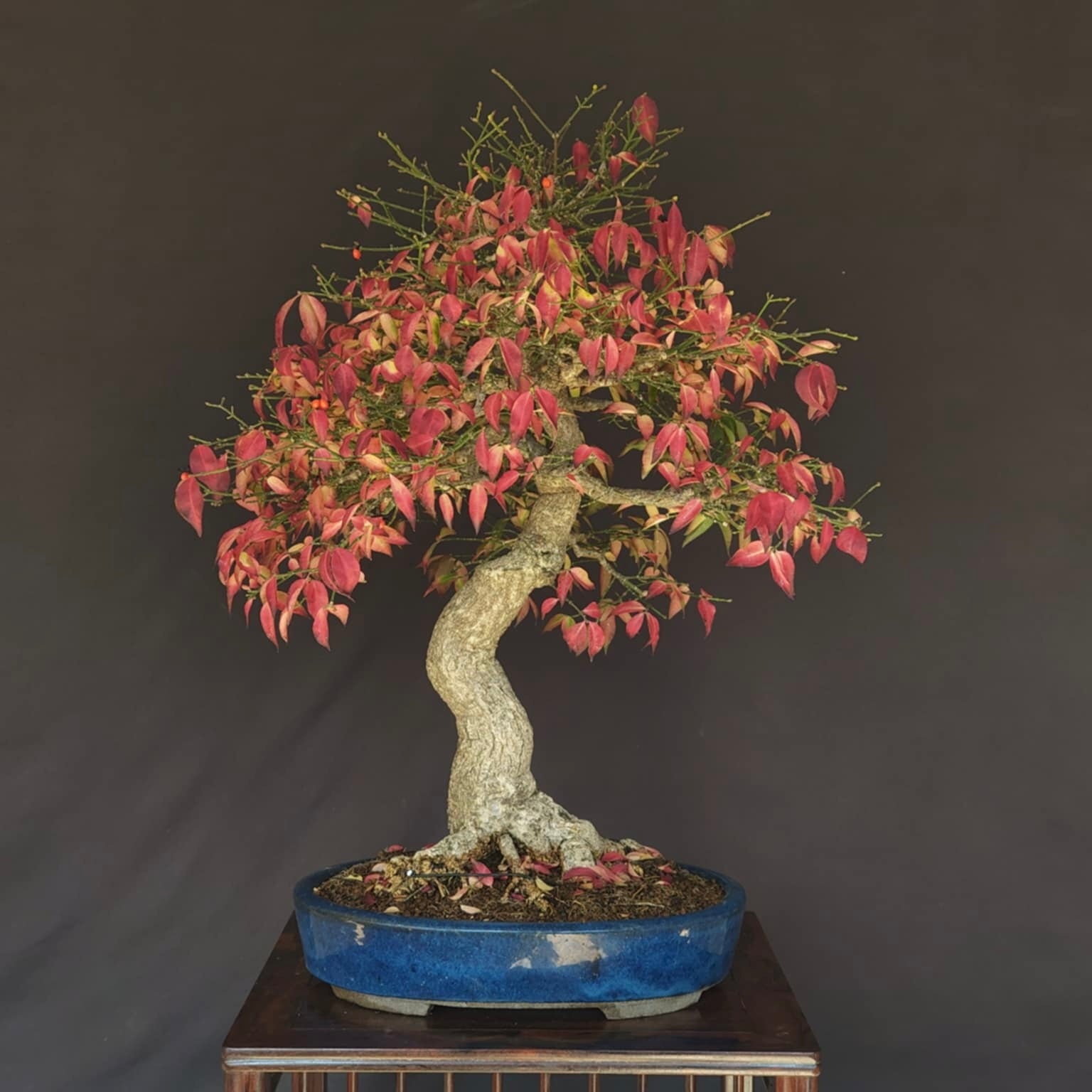 One lucky person will win a $2000 Euonymus (Burning Bush) bonsai imported from Japan