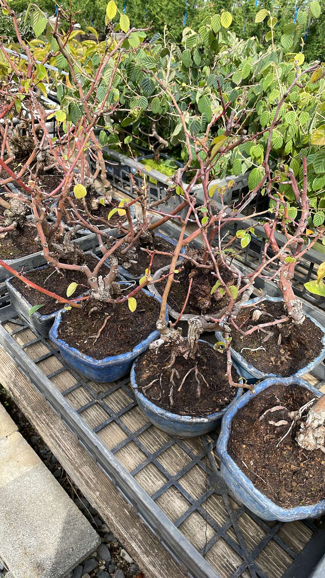 Berchemia racemosa Canada Bonsai