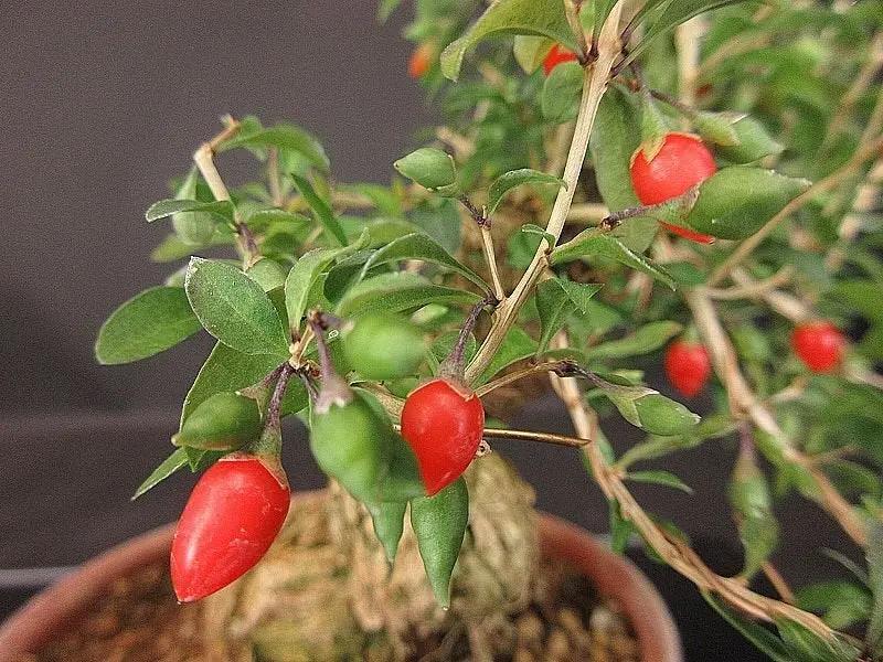 Lycium #5 Canada Bonsai