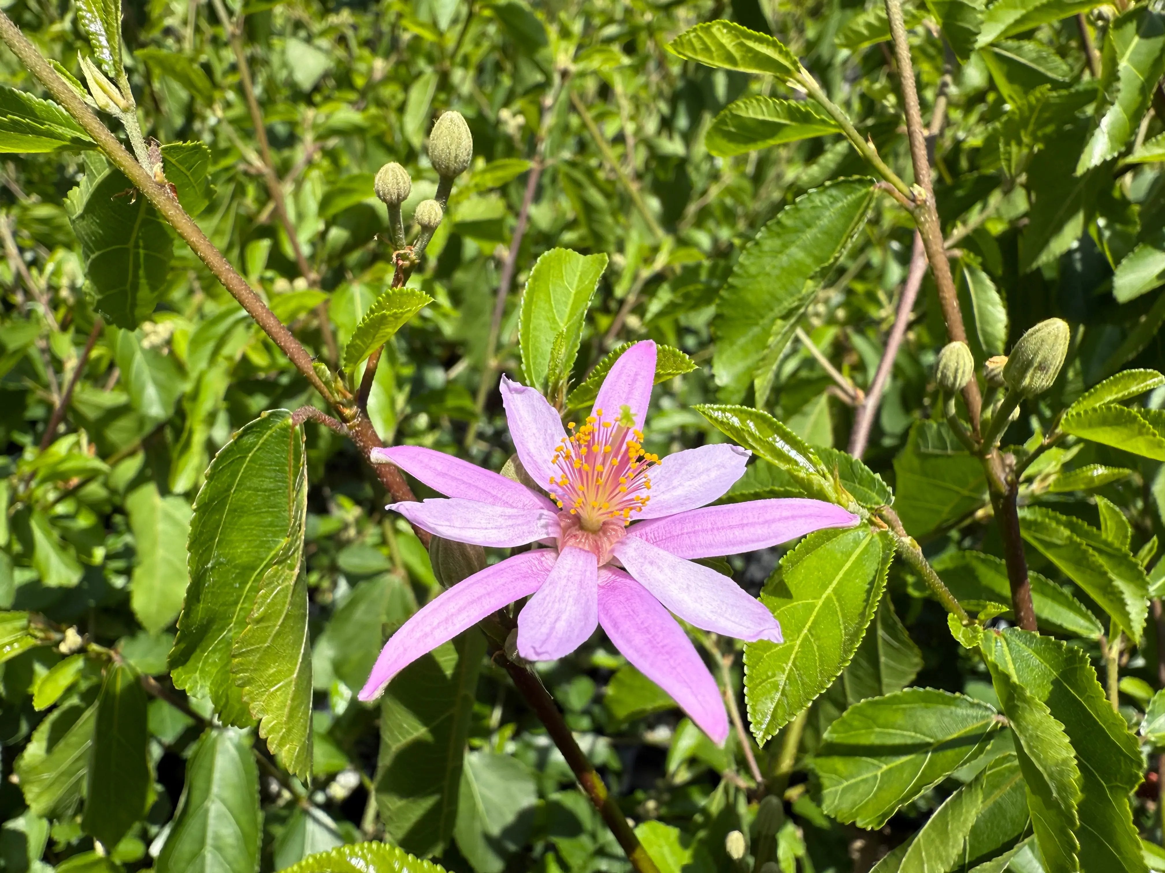 CROSSBERRY Canada Bonsai