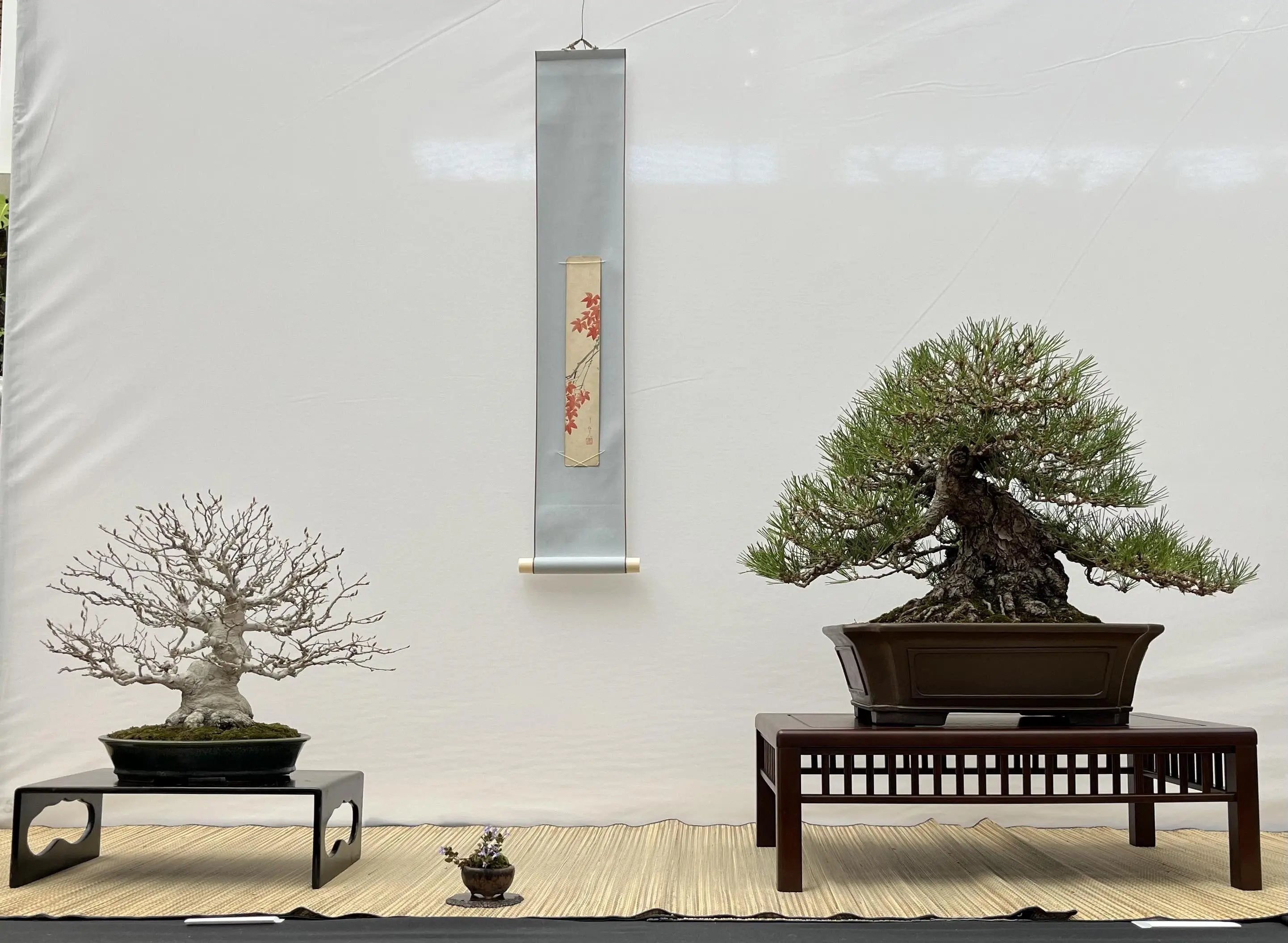 Carpinus turczaninowii Canada Bonsai