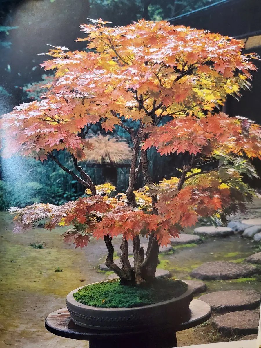 Maple 'Kohauchiwa' Canada Bonsai