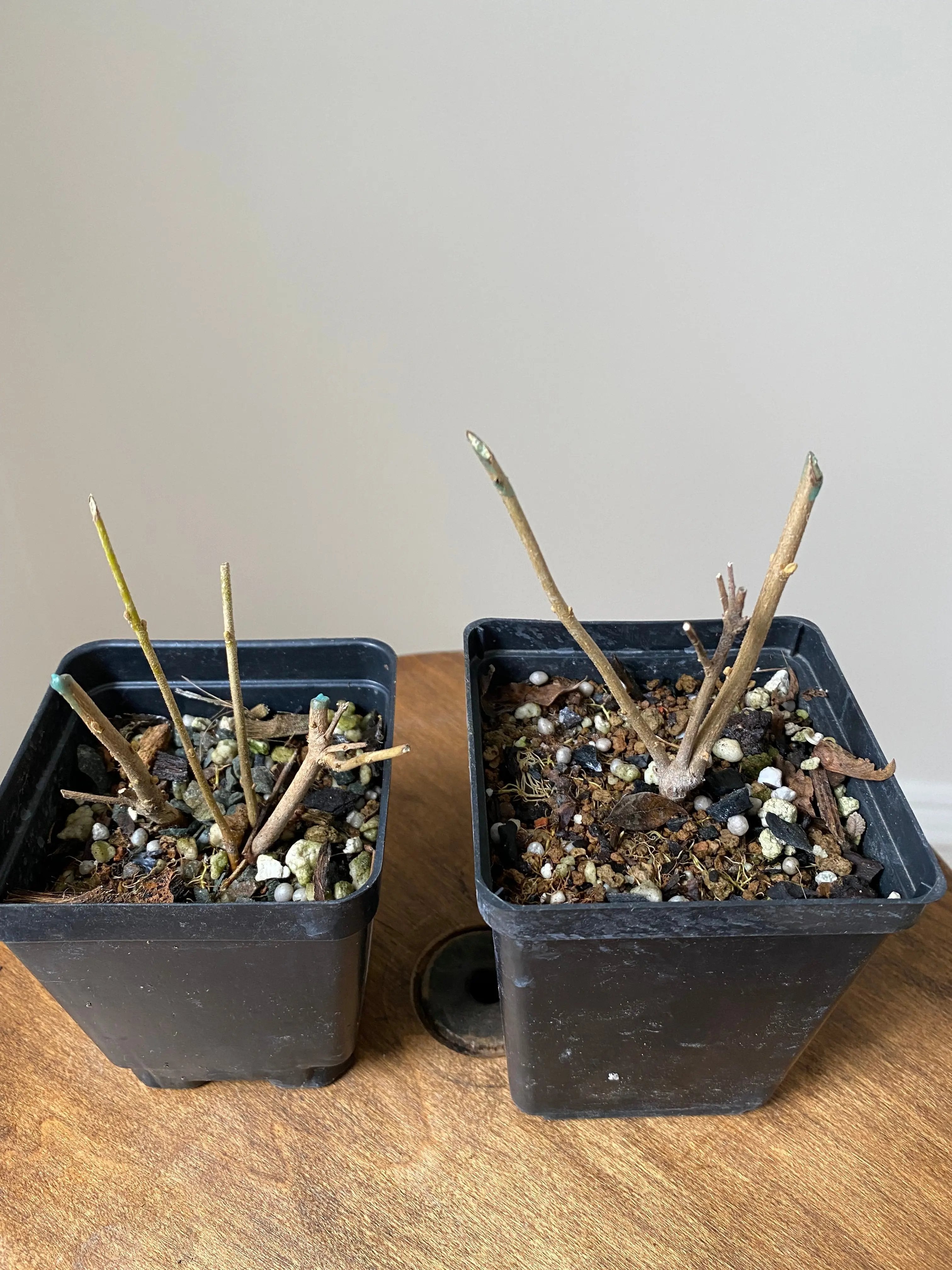 Beautyberry (purple) Canada Bonsai