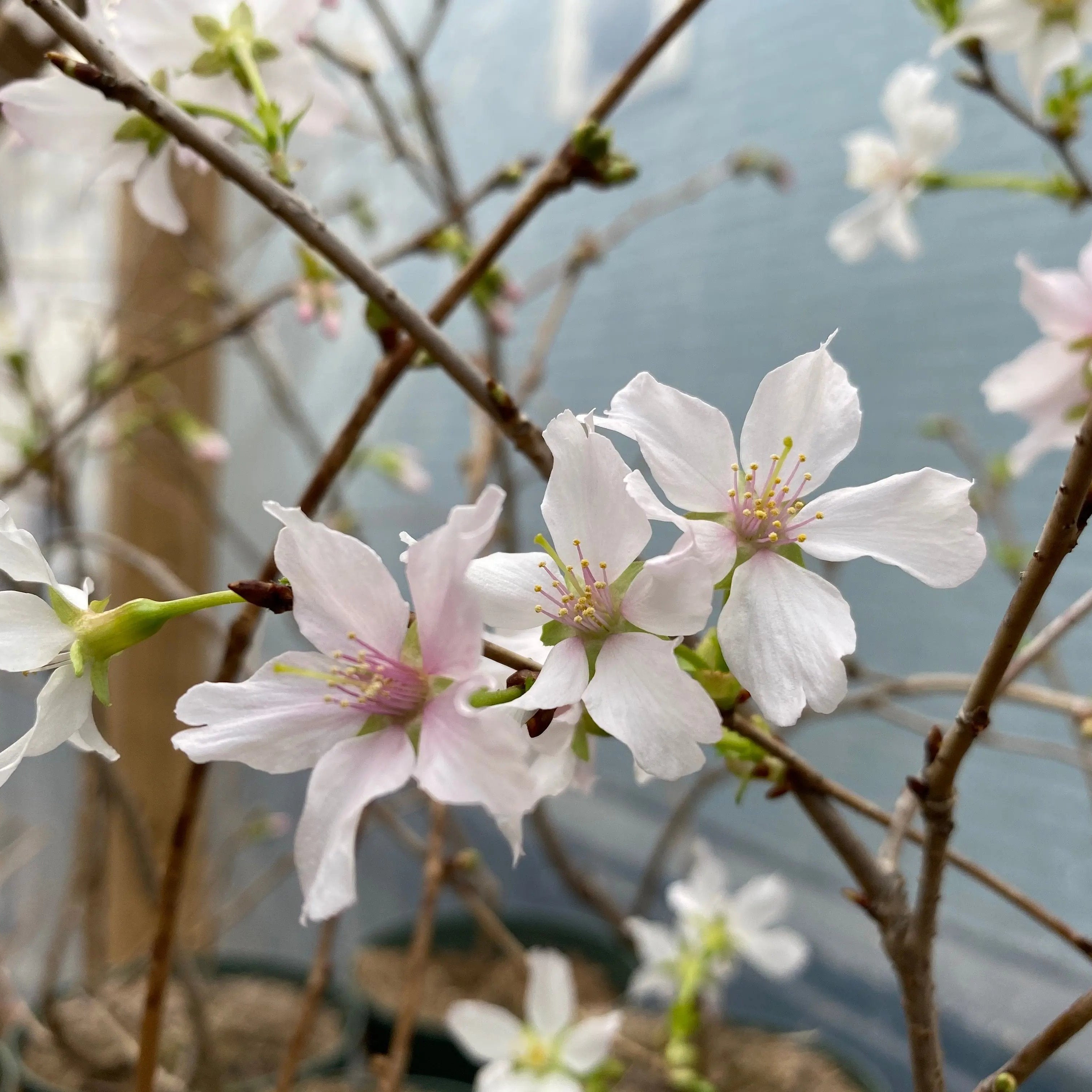 Japanese Cherry Canada Bonsai