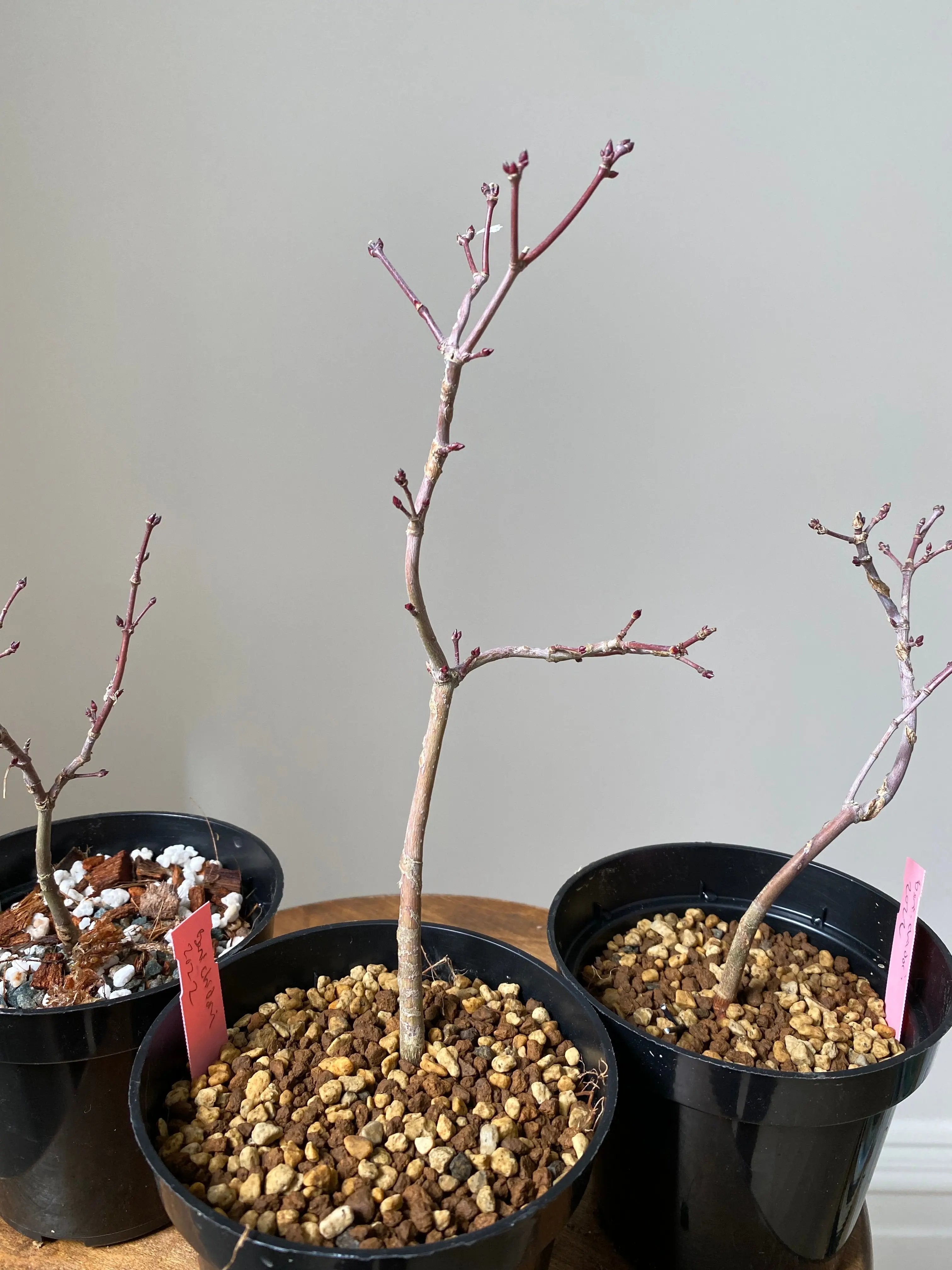 Japanese Maple 'Beni Chidori' Canada Bonsai