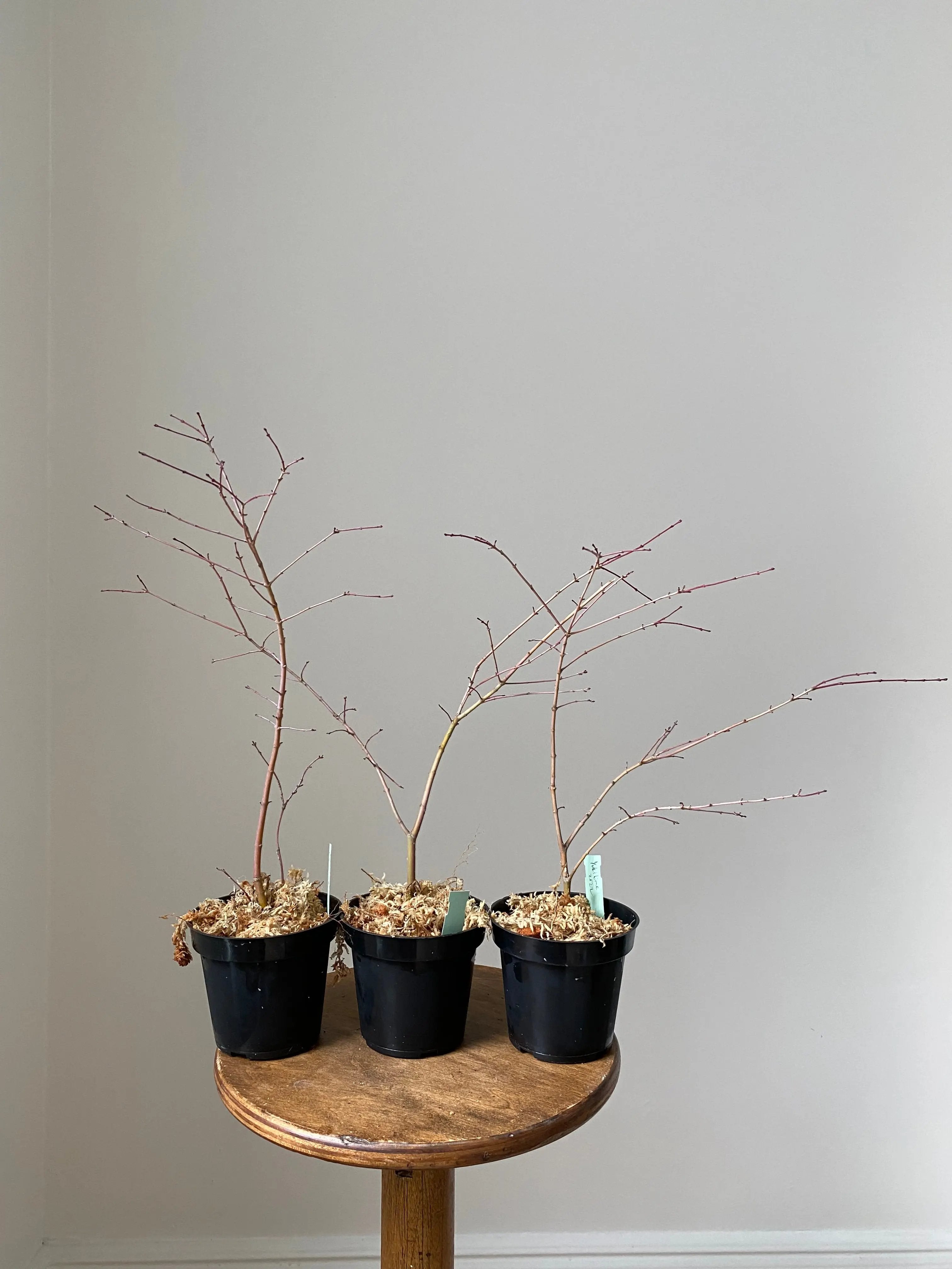 Japanese Maple 'Yuki Hime' Canada Bonsai