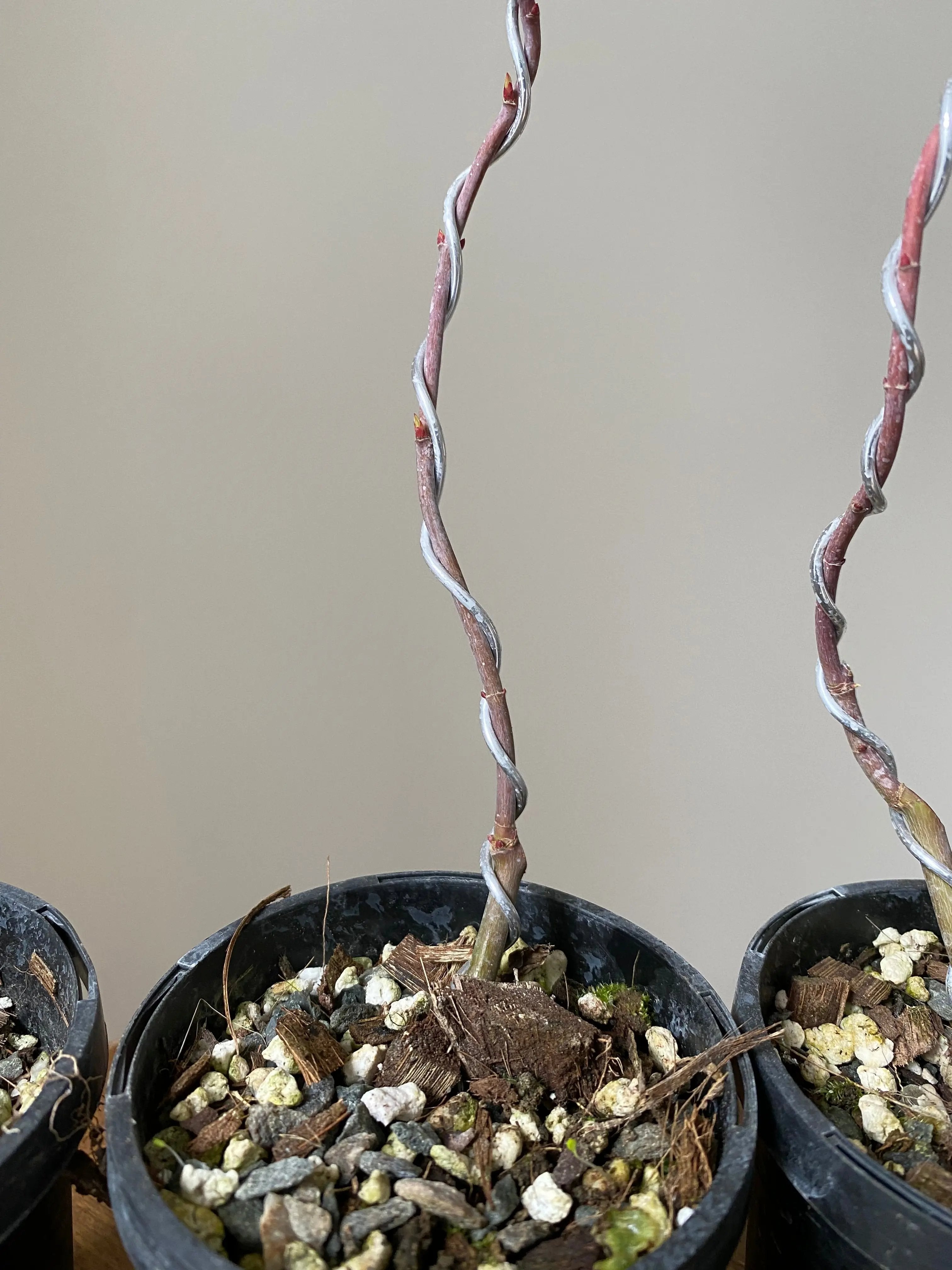 Japanese Maple 'Yves' Select' Canada Bonsai