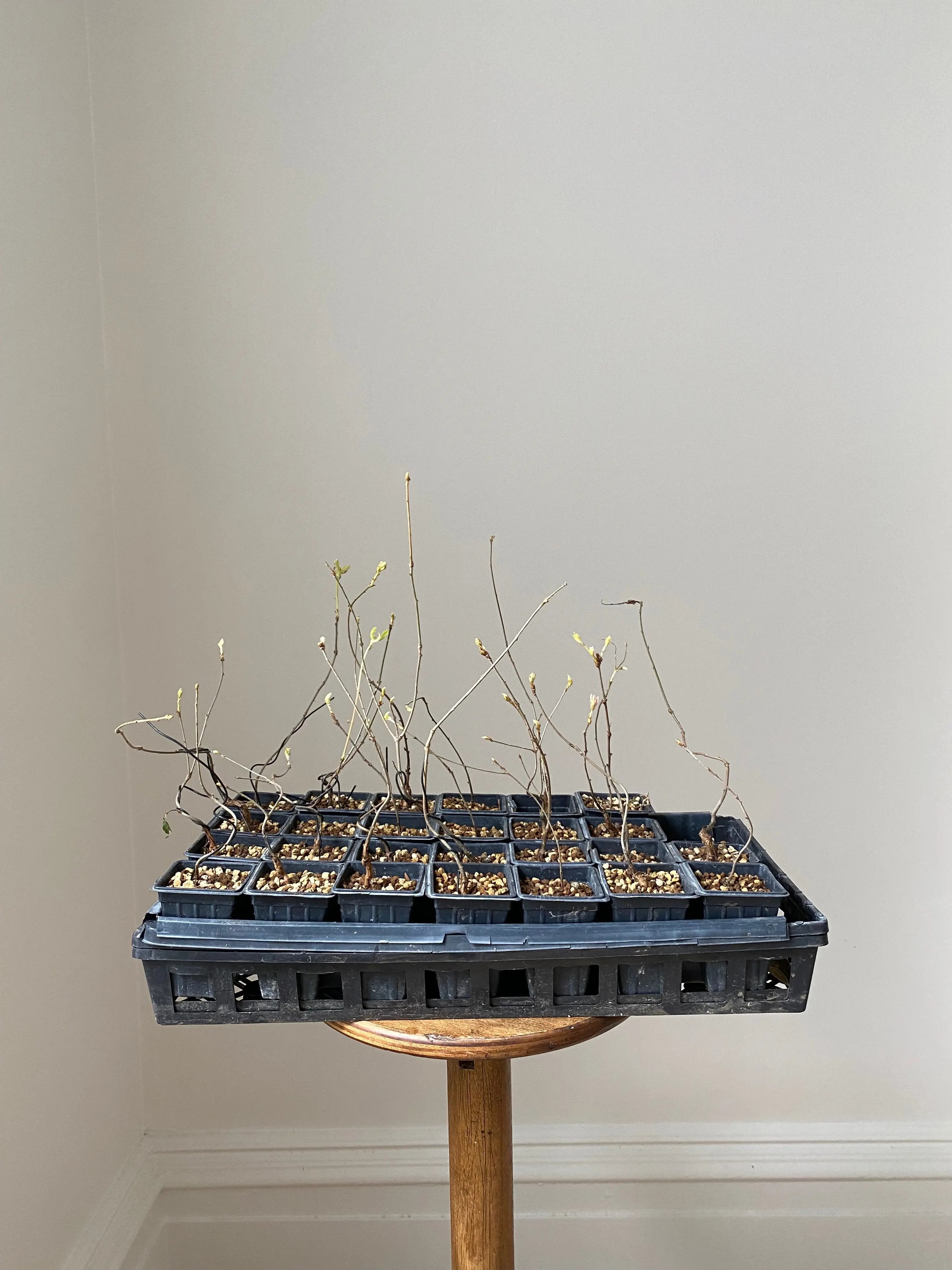 Konara Oak Canada Bonsai