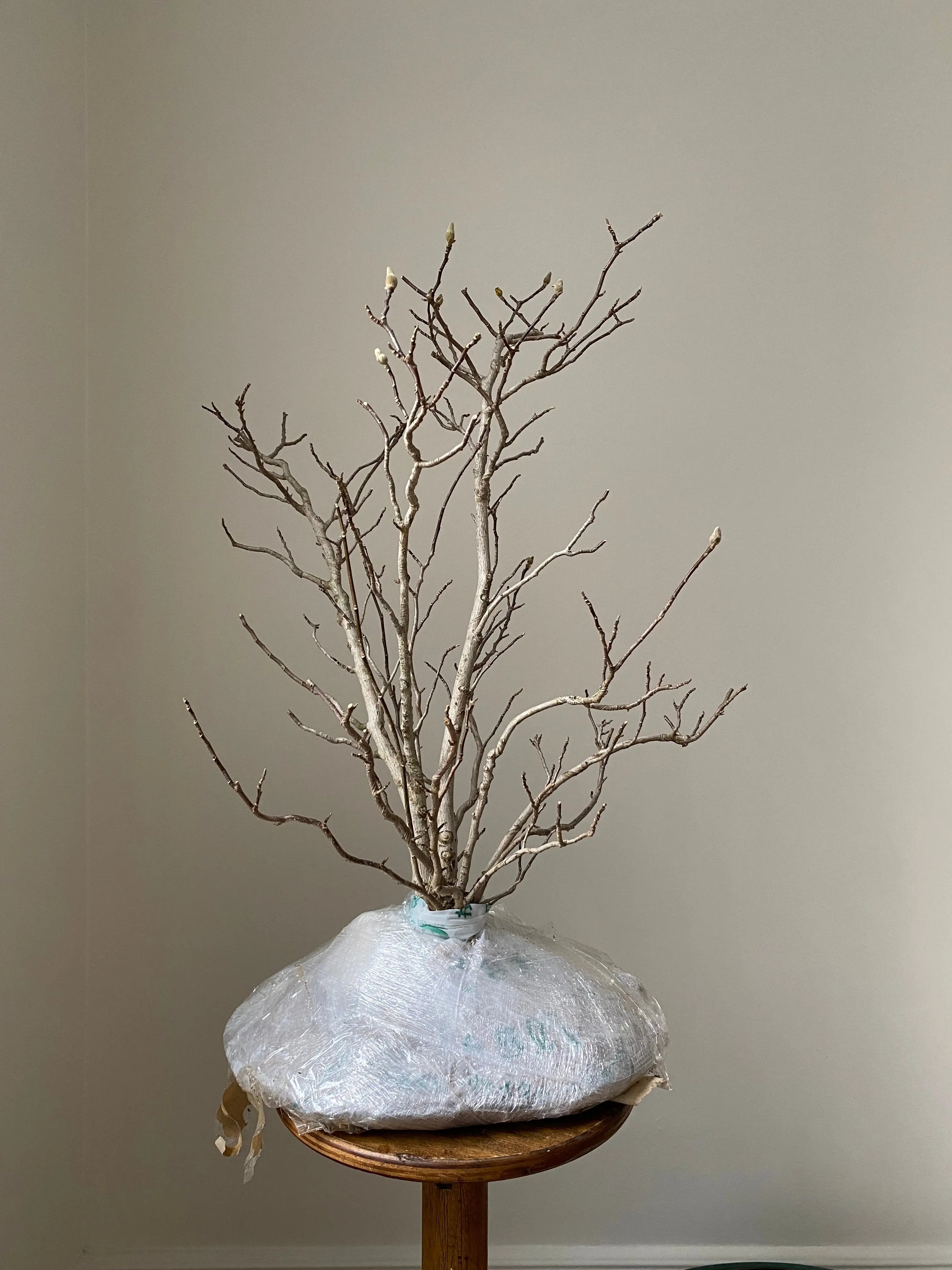 Magnolia (Karasu) Canada Bonsai