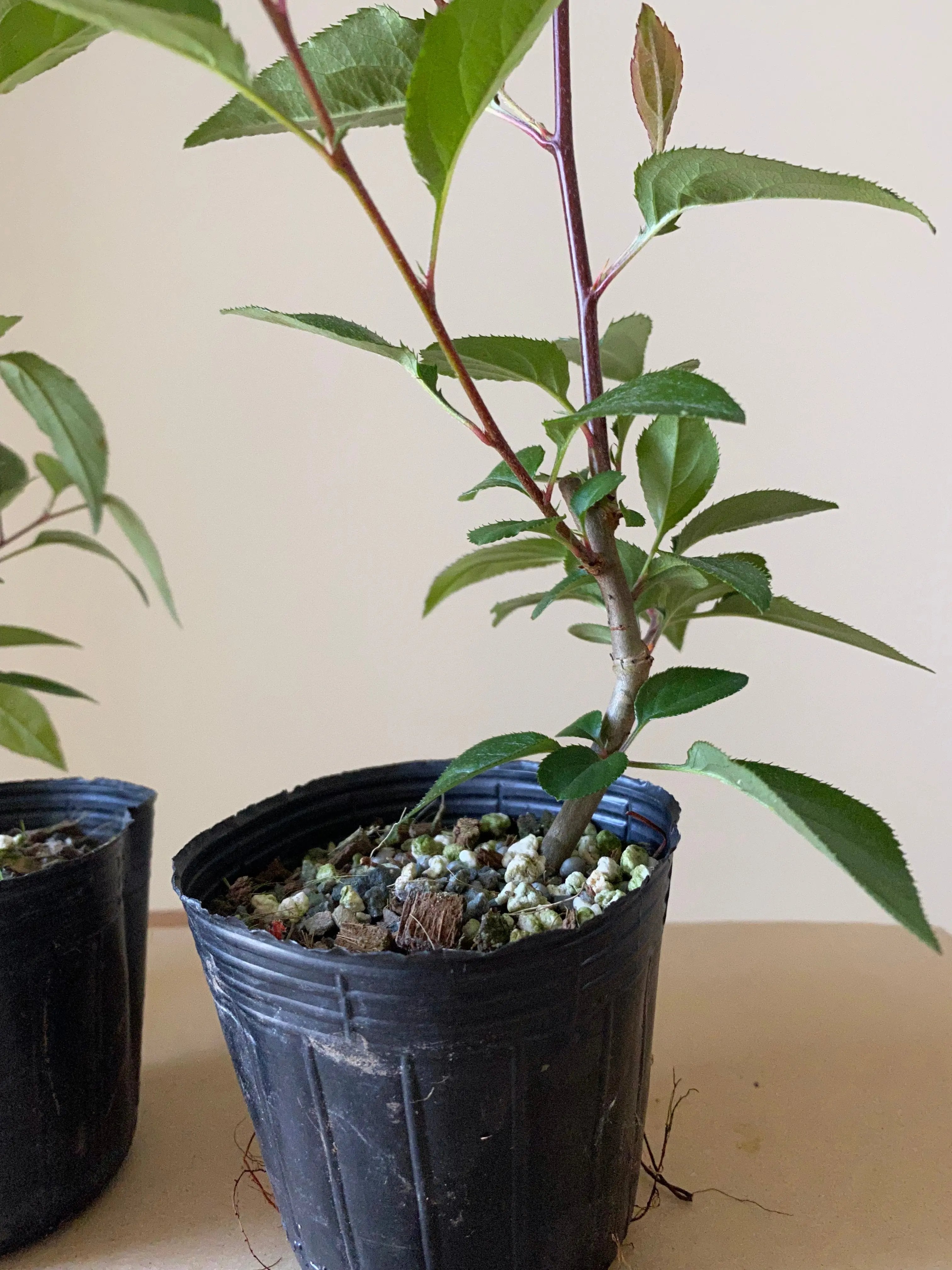 Crabapple Canada Bonsai