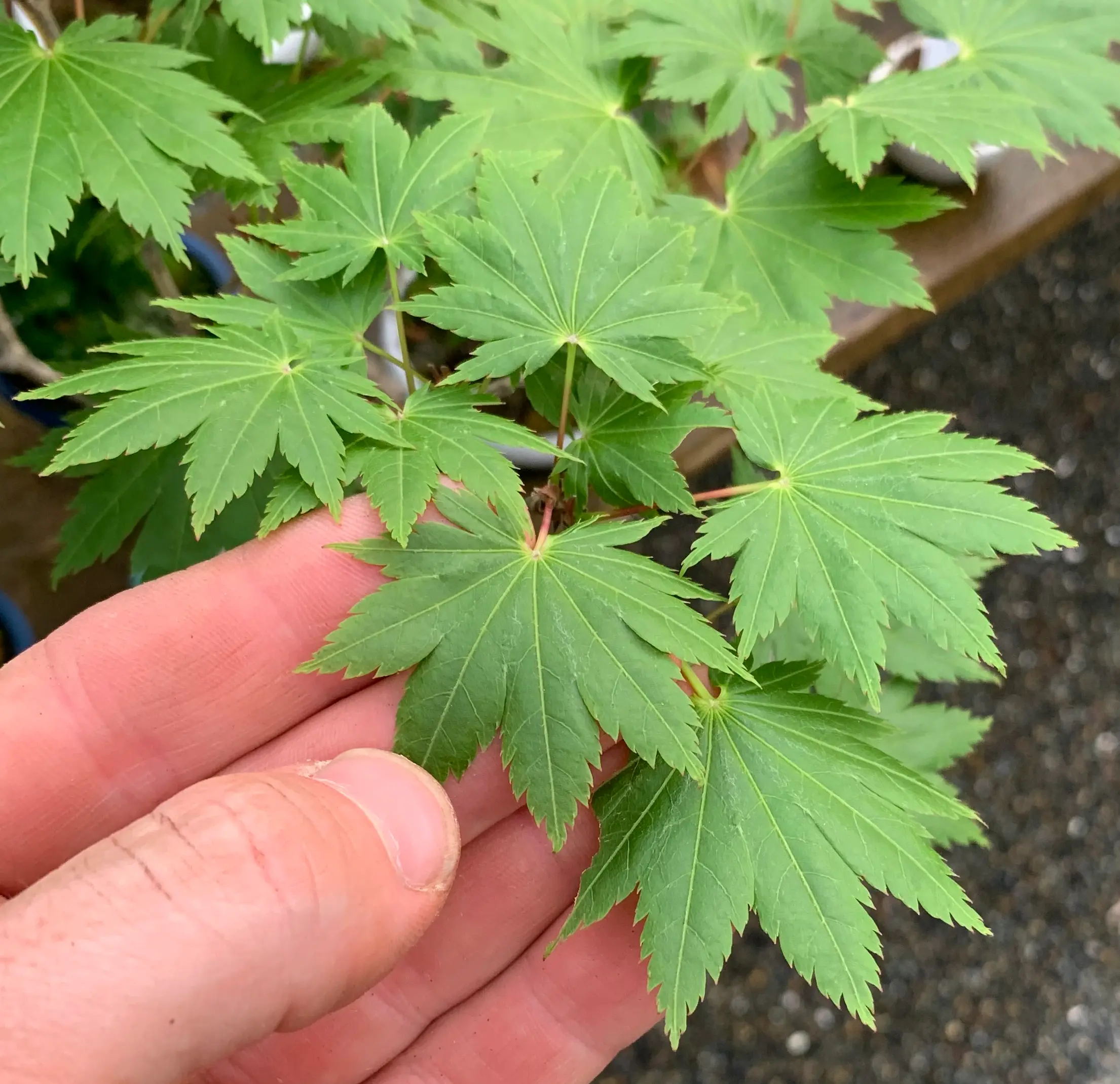 Maple 'Kohauchiwa' Canada Bonsai