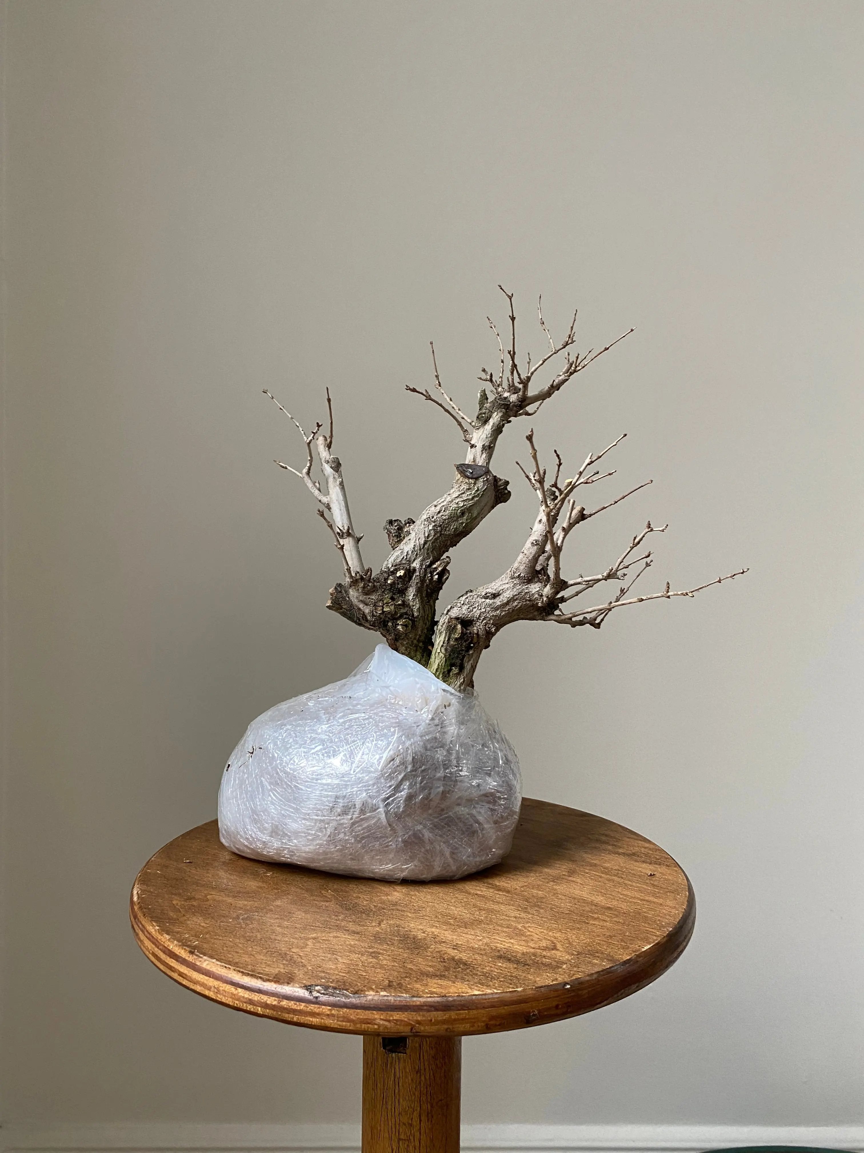 Pomegranate Neji-Kan Canada Bonsai