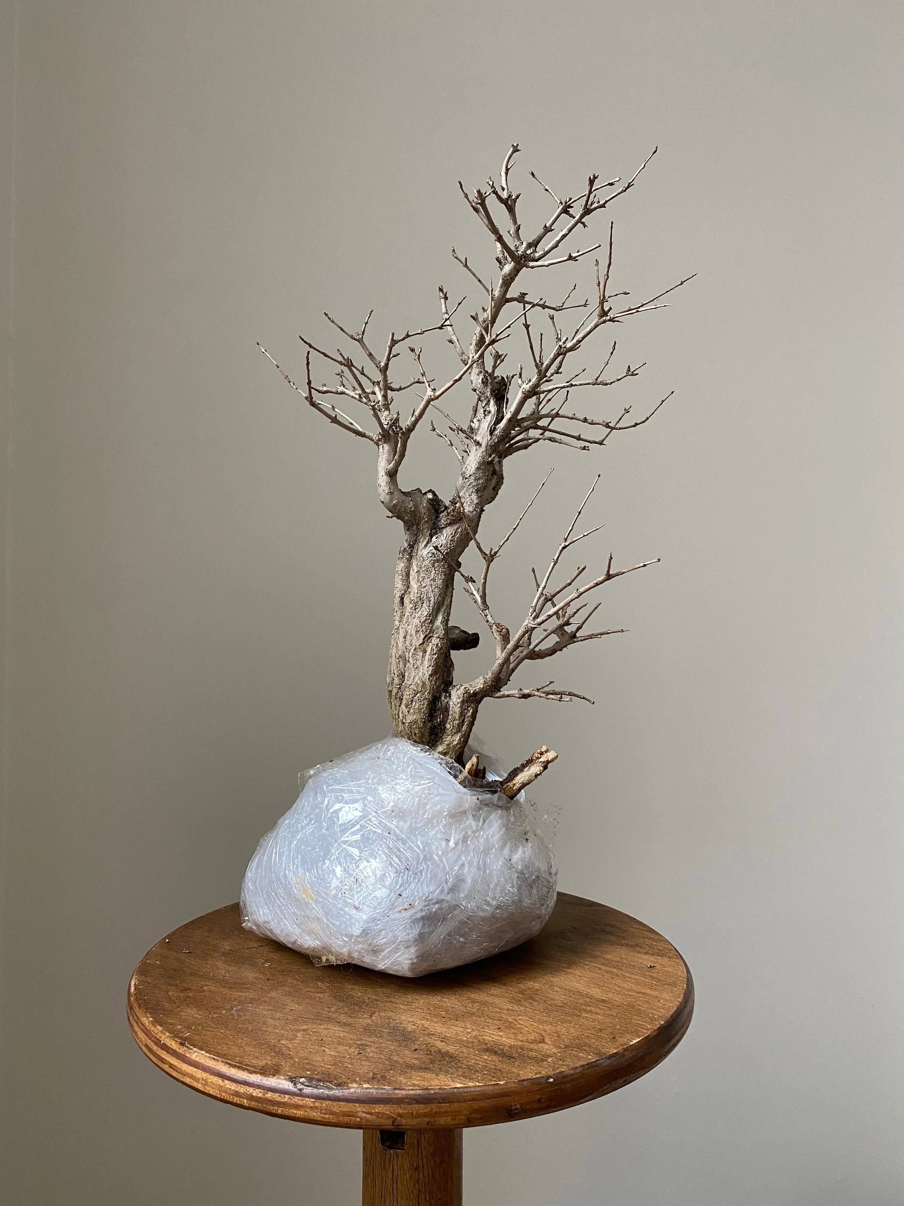 Pomegranate Neji-Kan Canada Bonsai