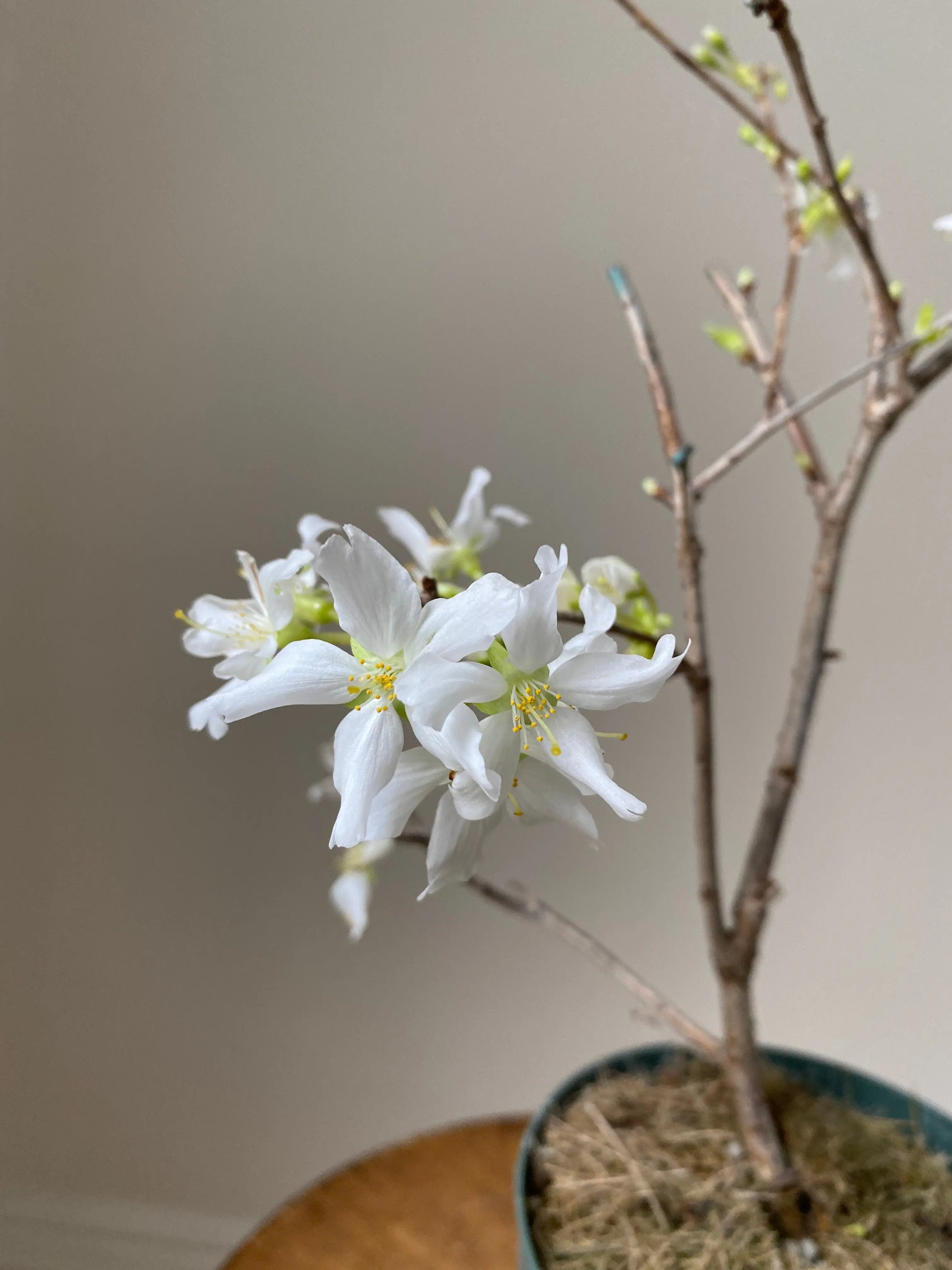 Japanese Cherry Canada Bonsai