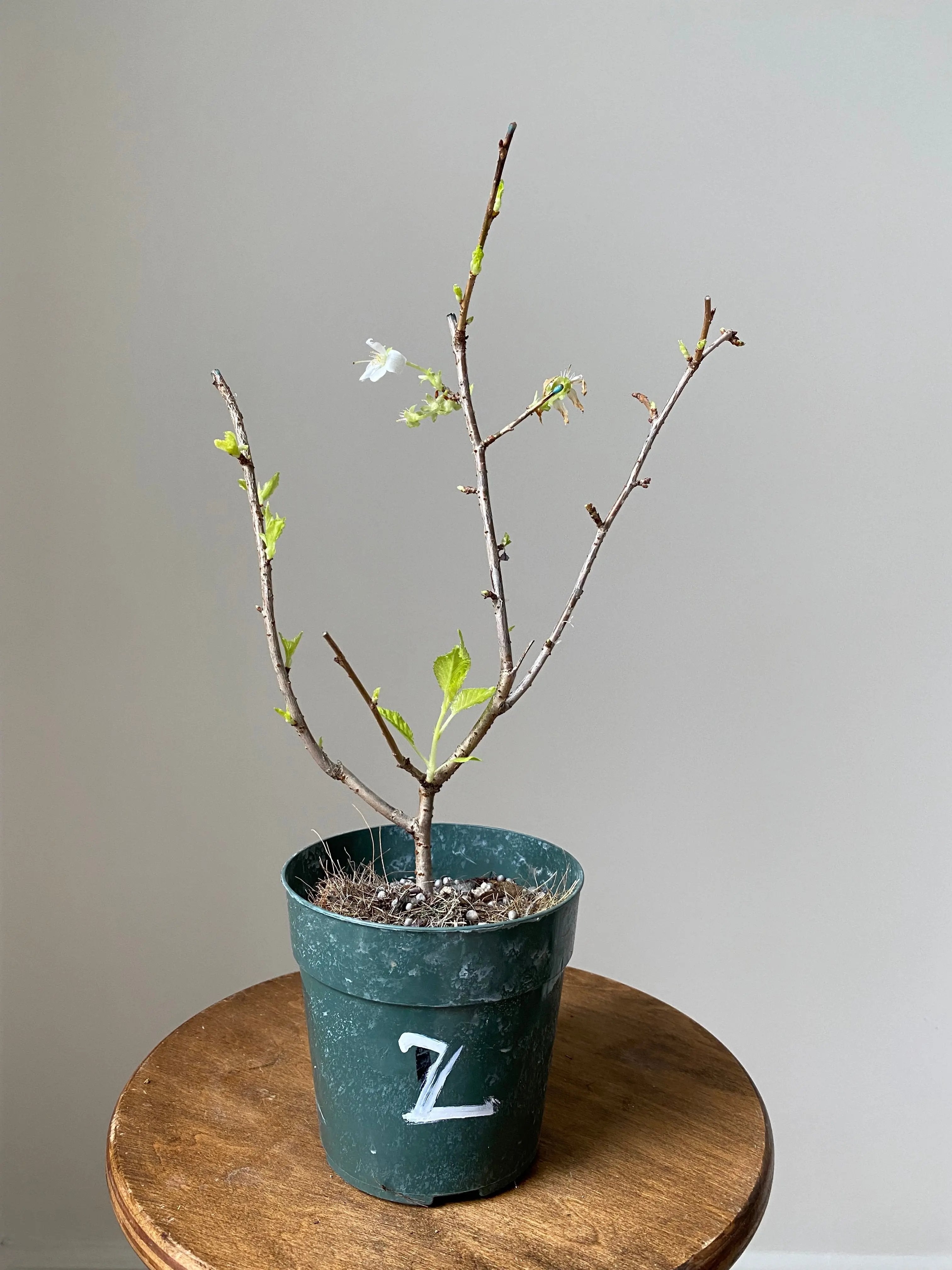 Japanese Cherry Canada Bonsai