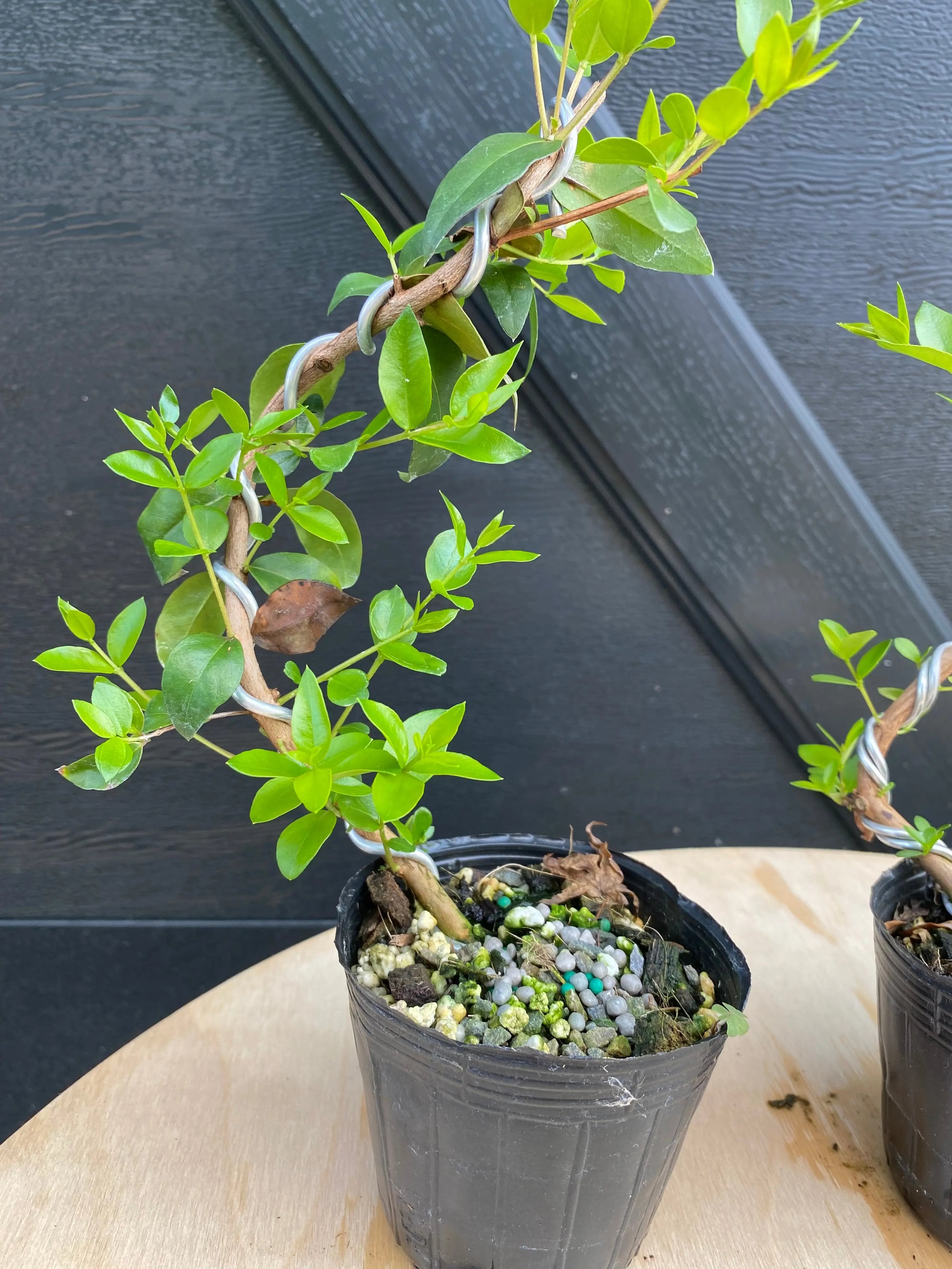 Myrtle Canada Bonsai