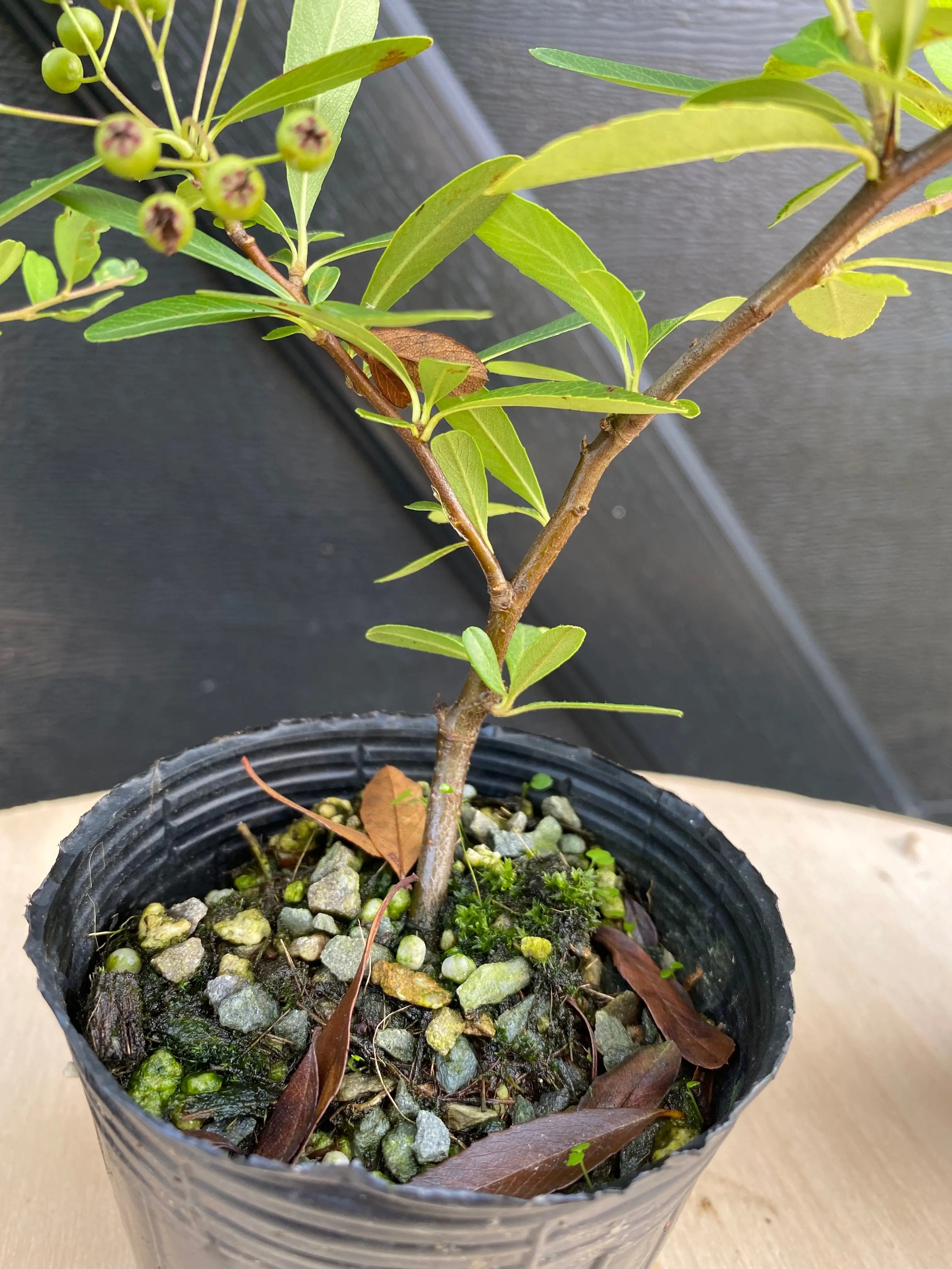 Firethorn Canada Bonsai