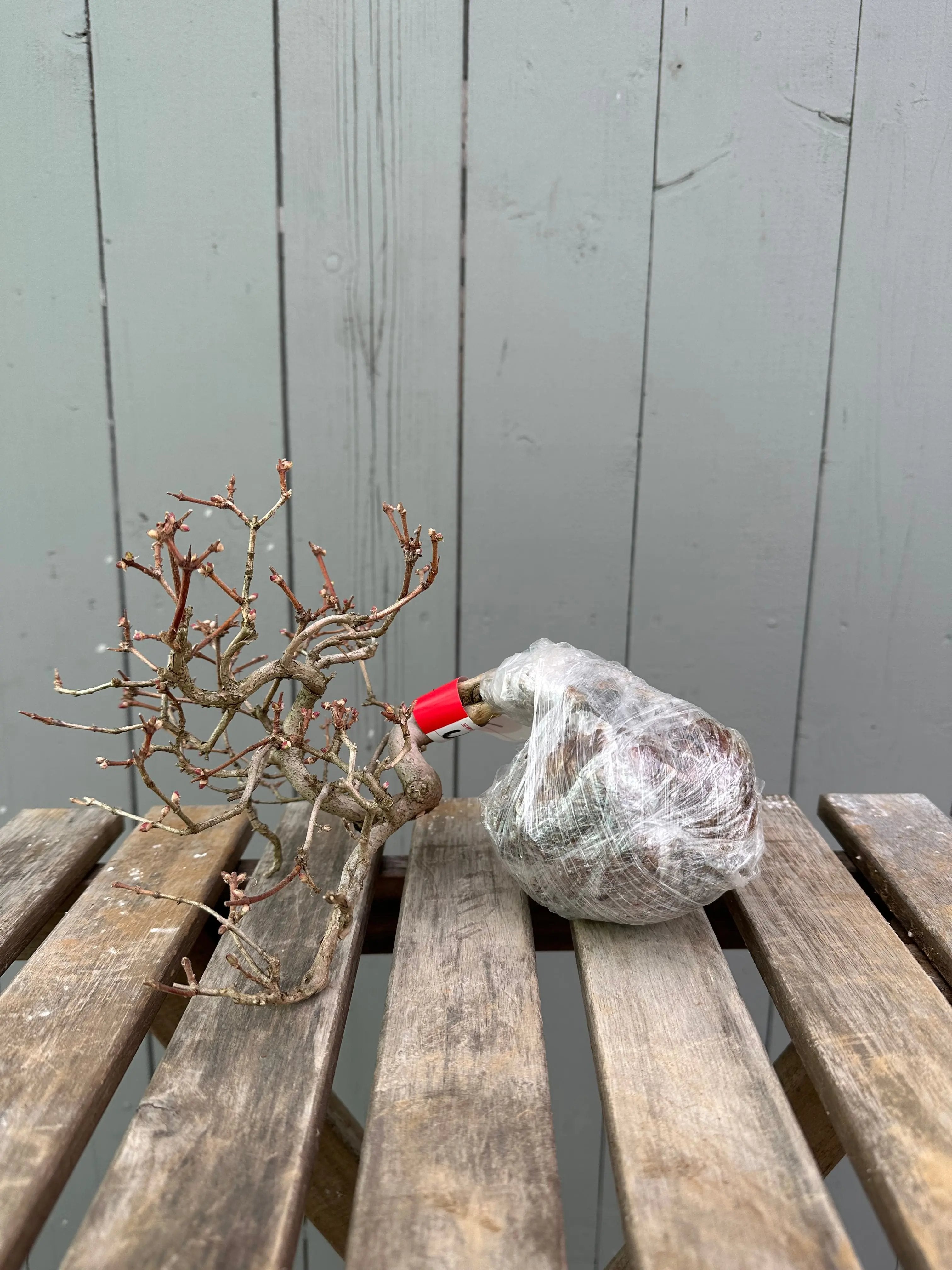 Uguisukagura Canada Bonsai