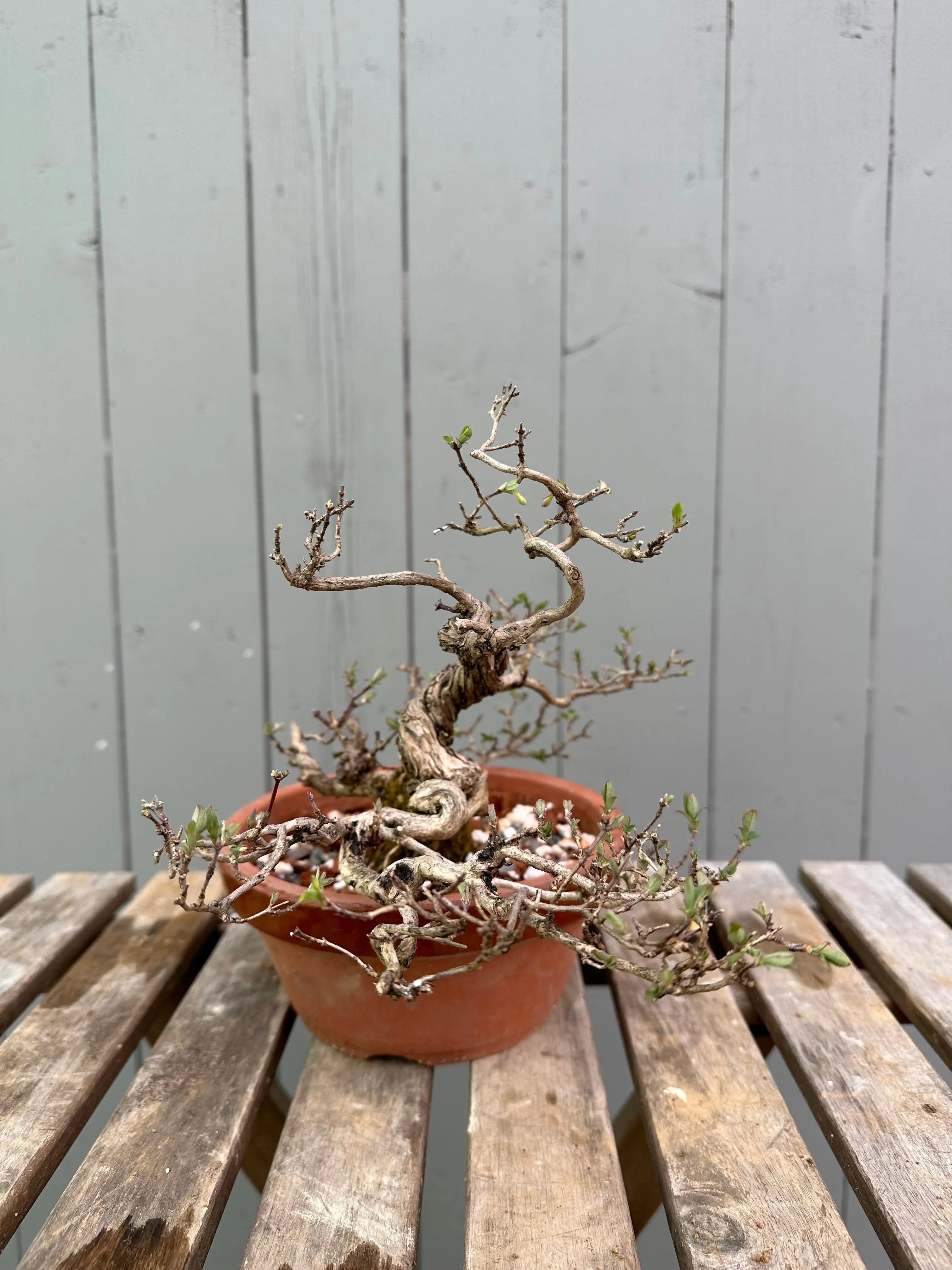 Uguisukagura Canada Bonsai