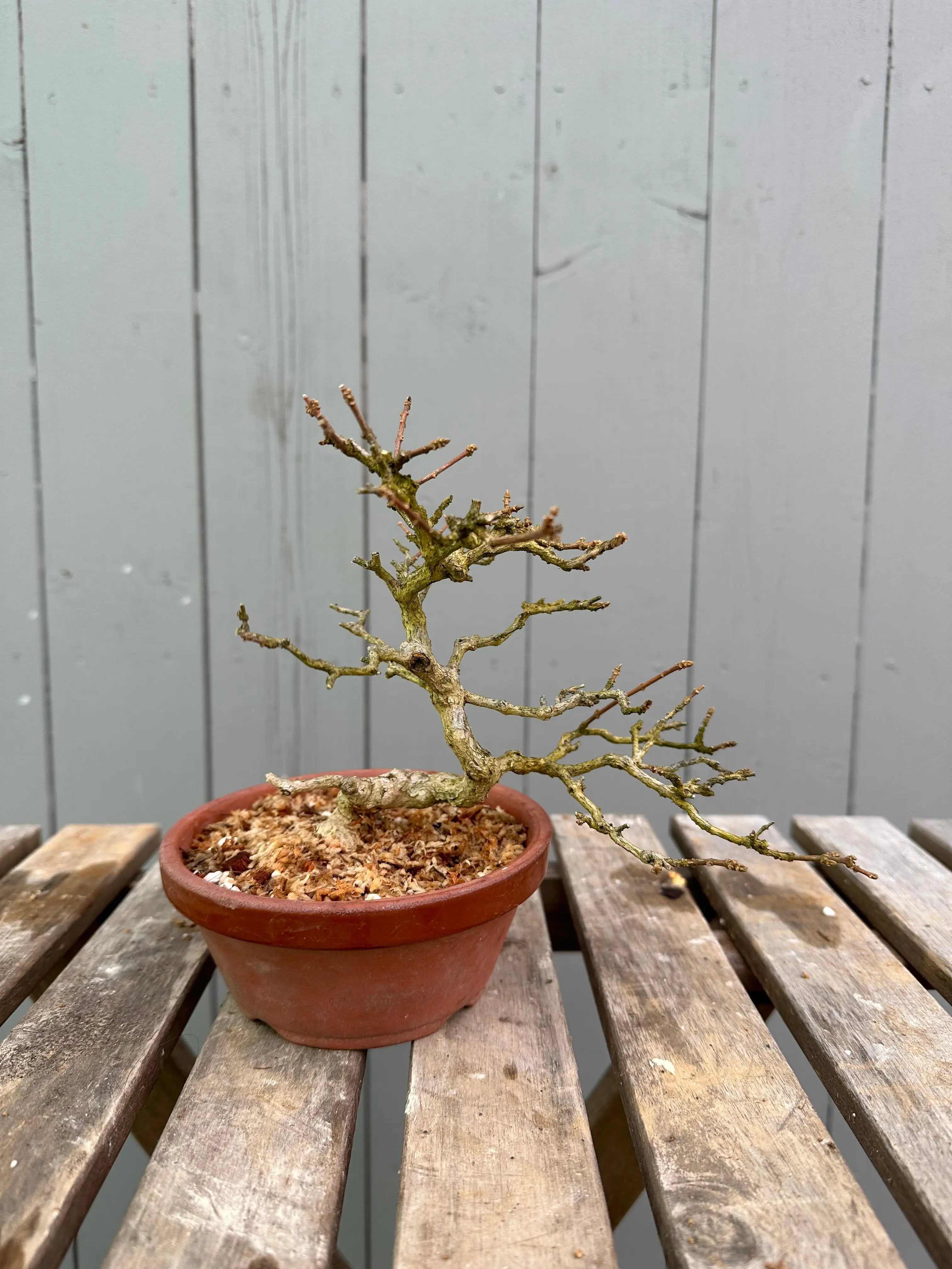 Musk Maple Canada Bonsai