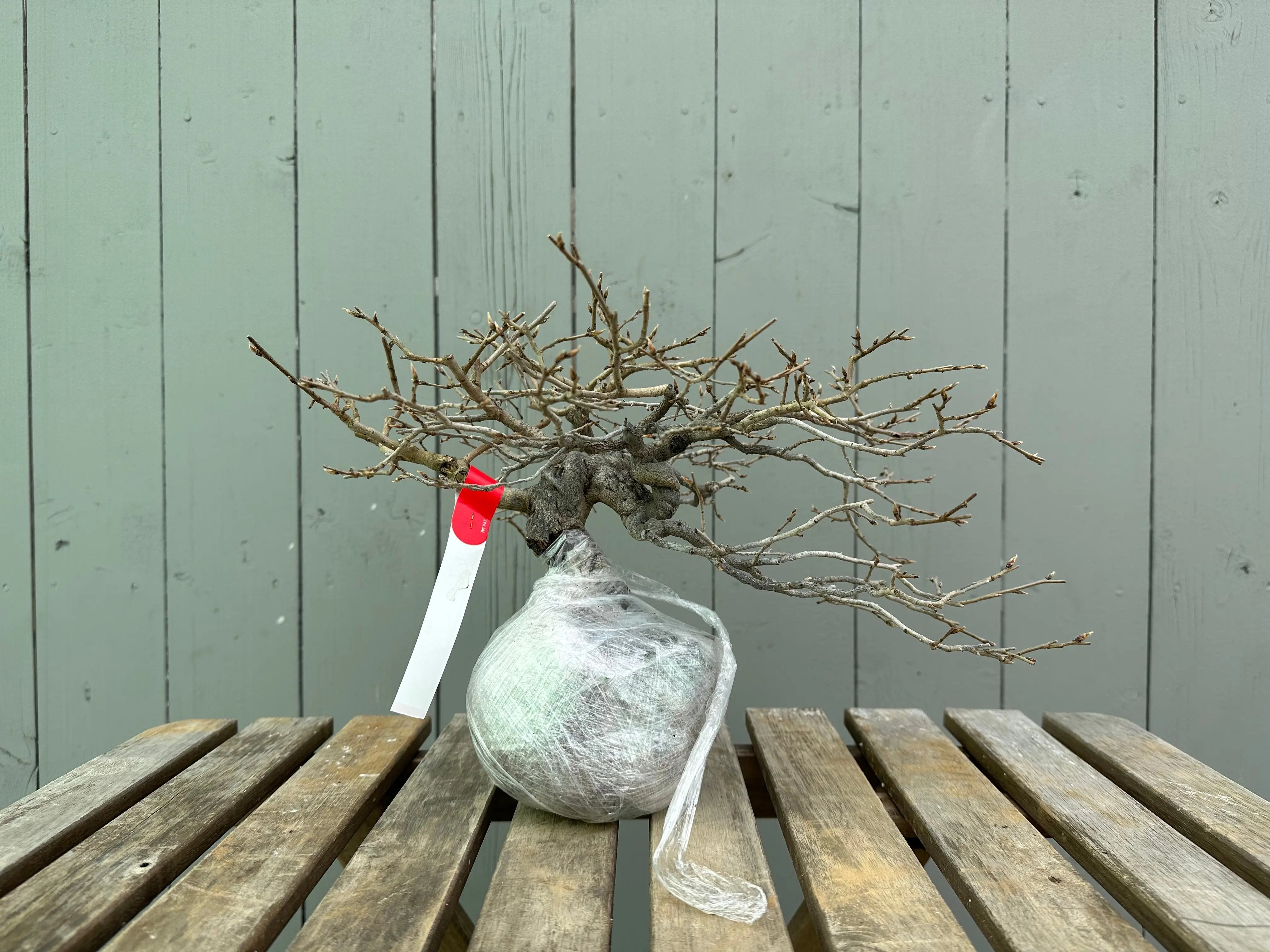 Princess Persimmon Canada Bonsai