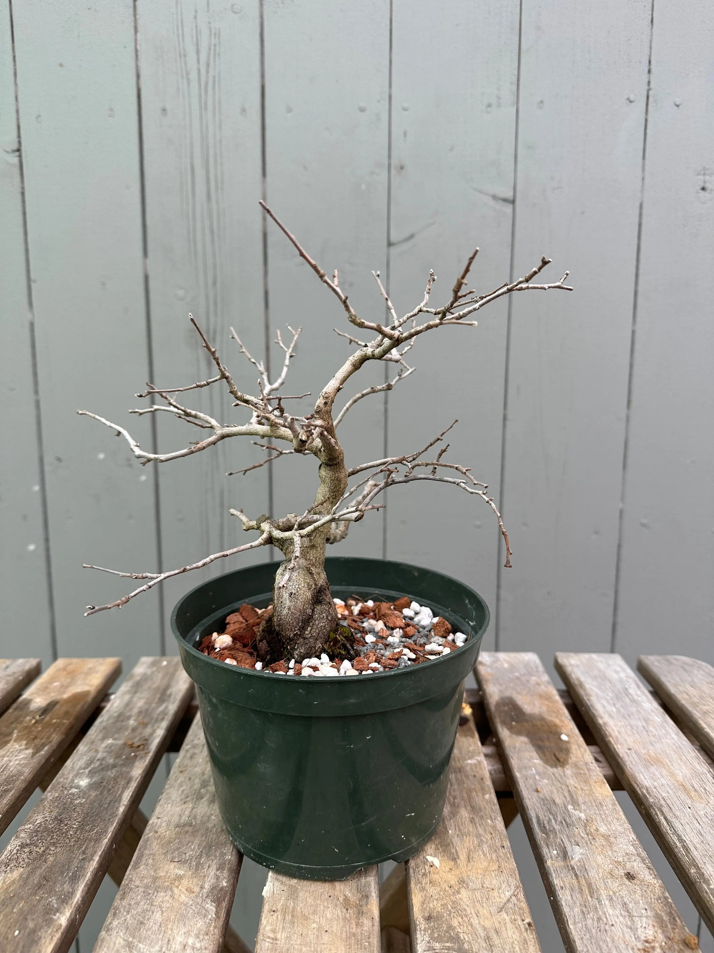 Princess Persimmon Canada Bonsai