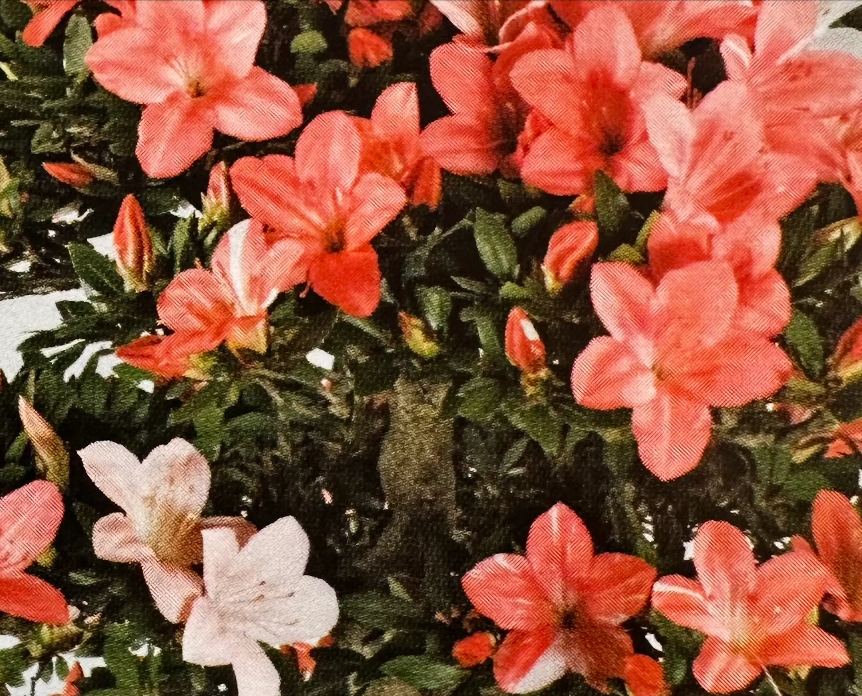 Satsuki Azalea 'Aoi No Hikari' Canada Bonsai