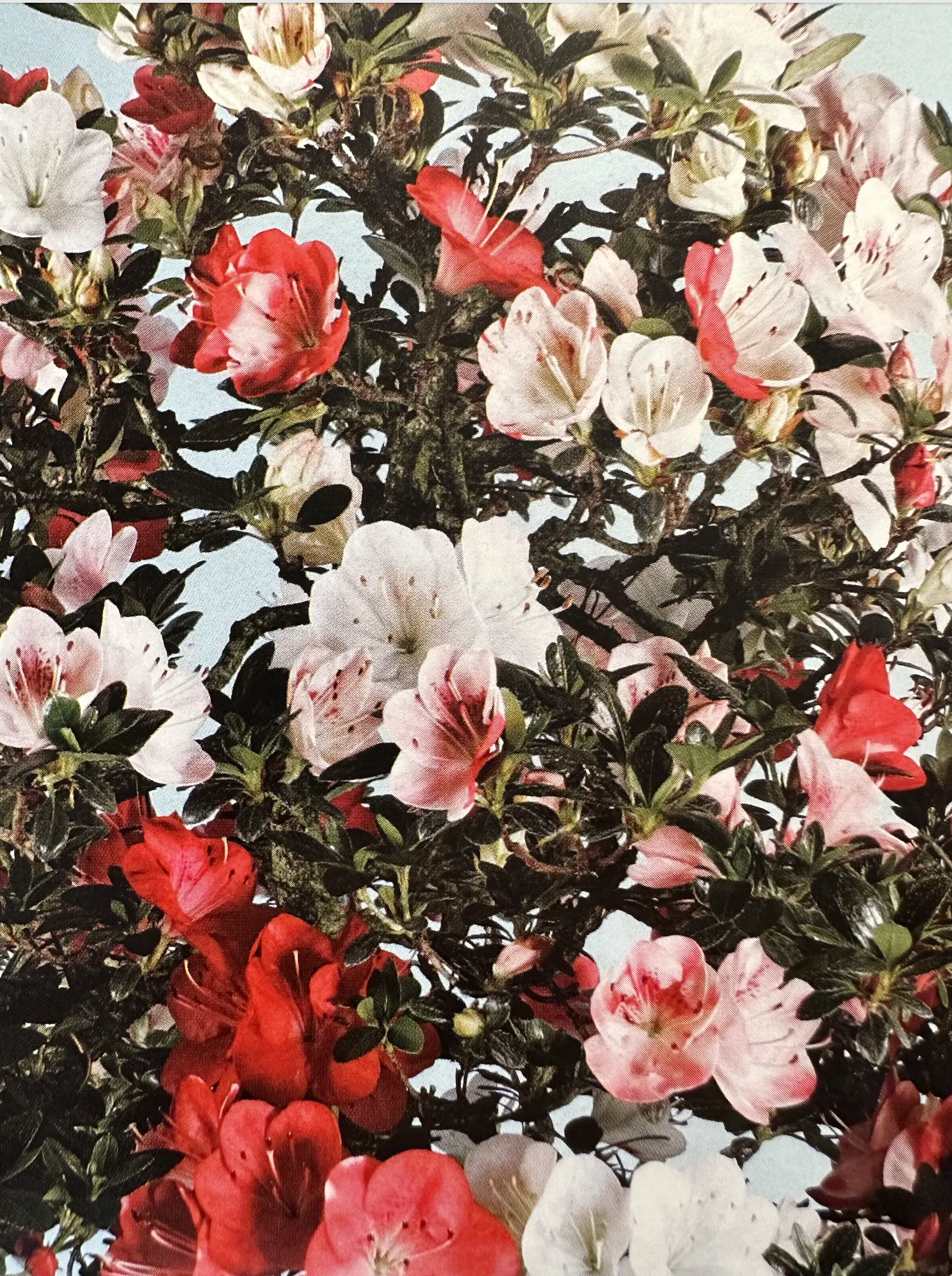 Satsuki Azalea 'Hibai Nishiki' Canada Bonsai