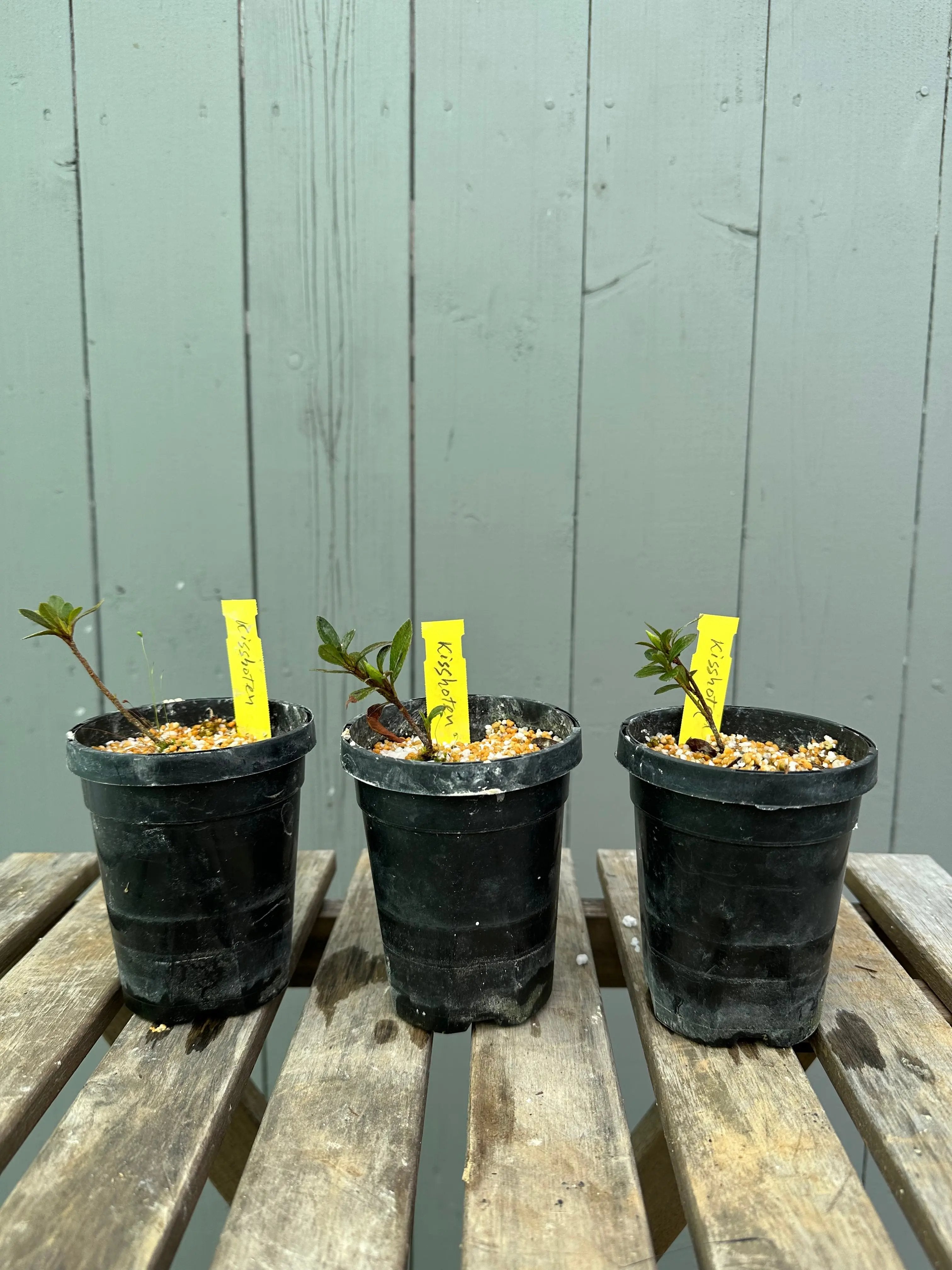 Satsuki Azalea 'Kisshoten' Canada Bonsai