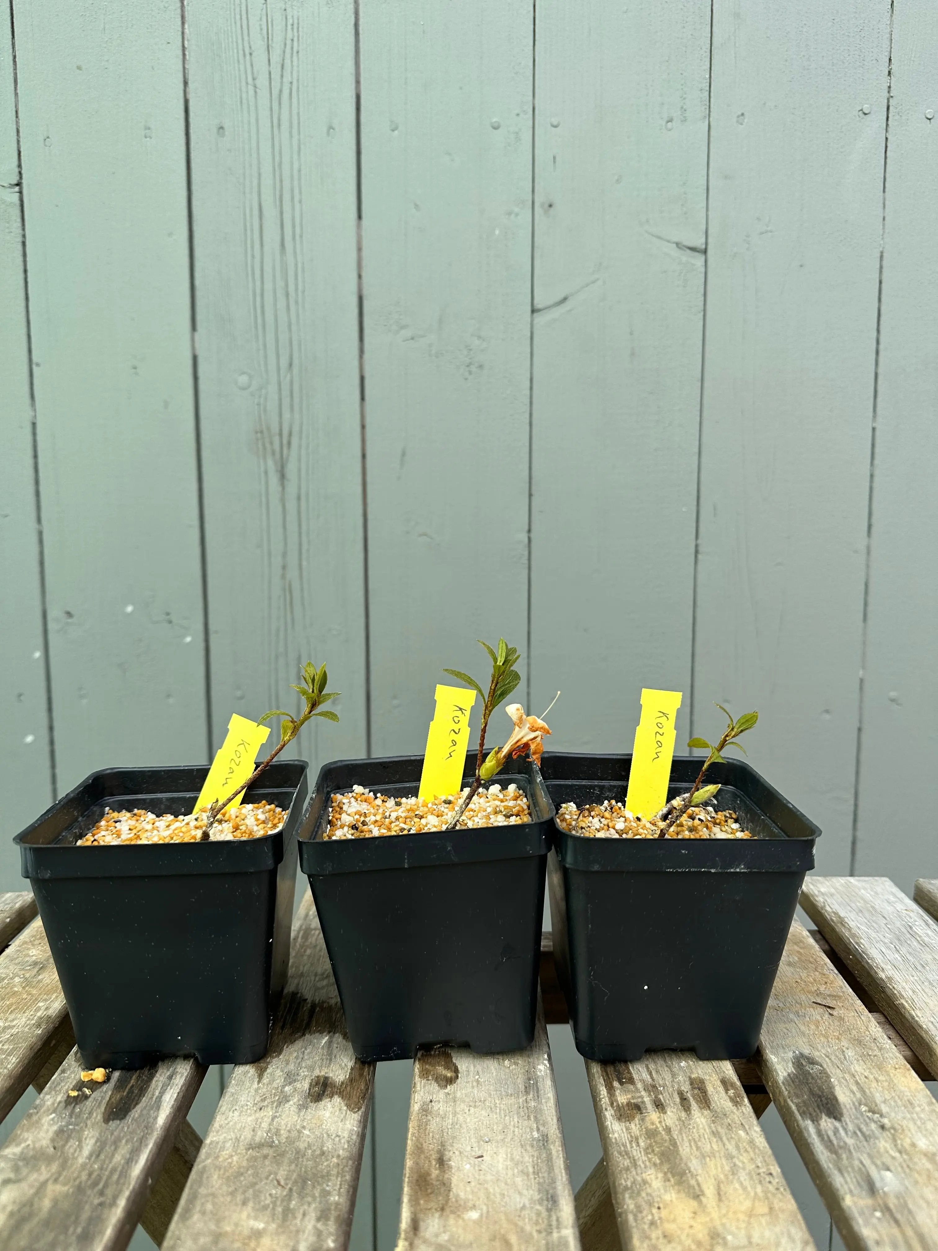 Satsuki Azalea 'Kozan' Canada Bonsai
