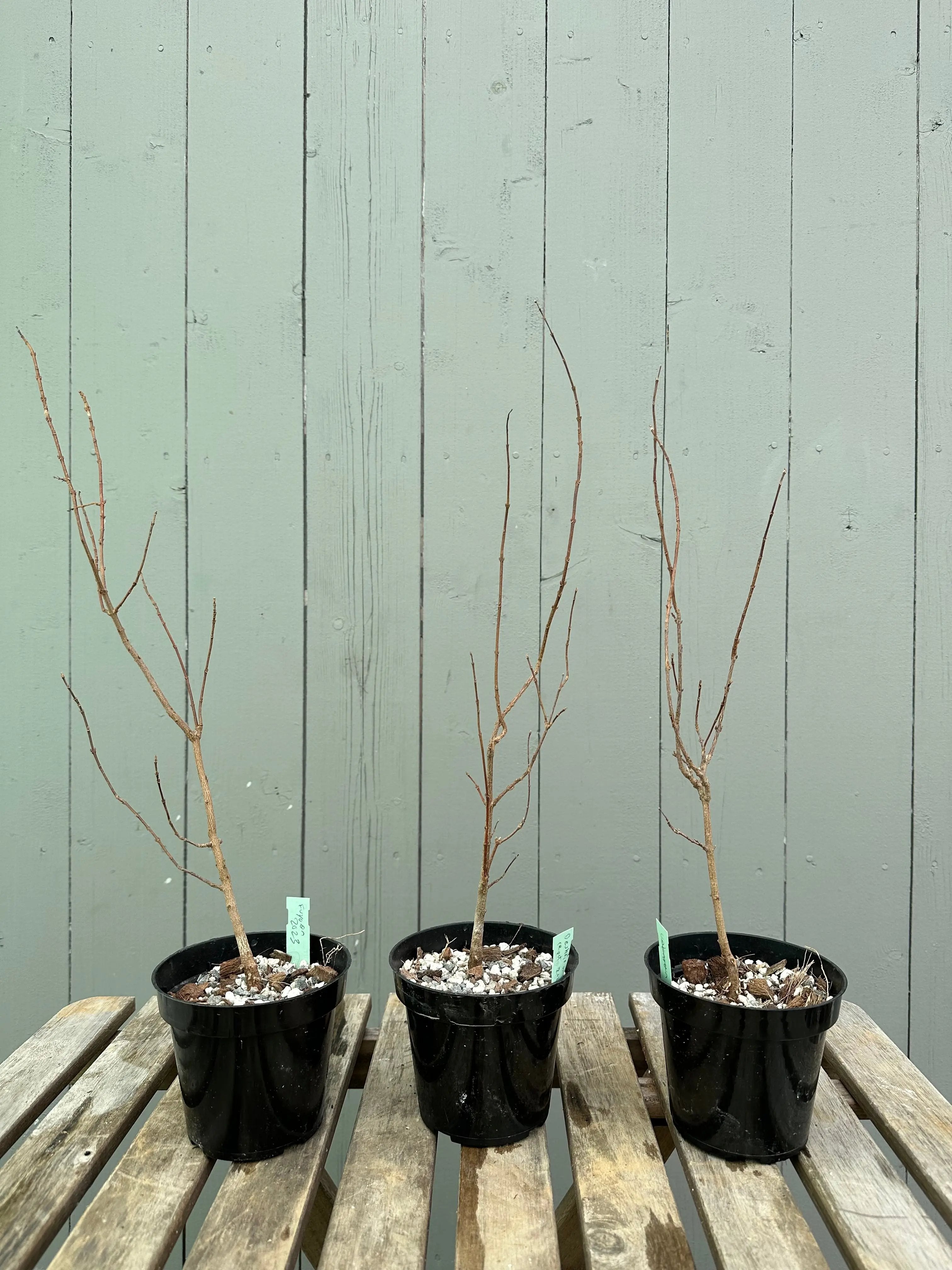 Trident Maple 'Fuyo-en' Canada Bonsai