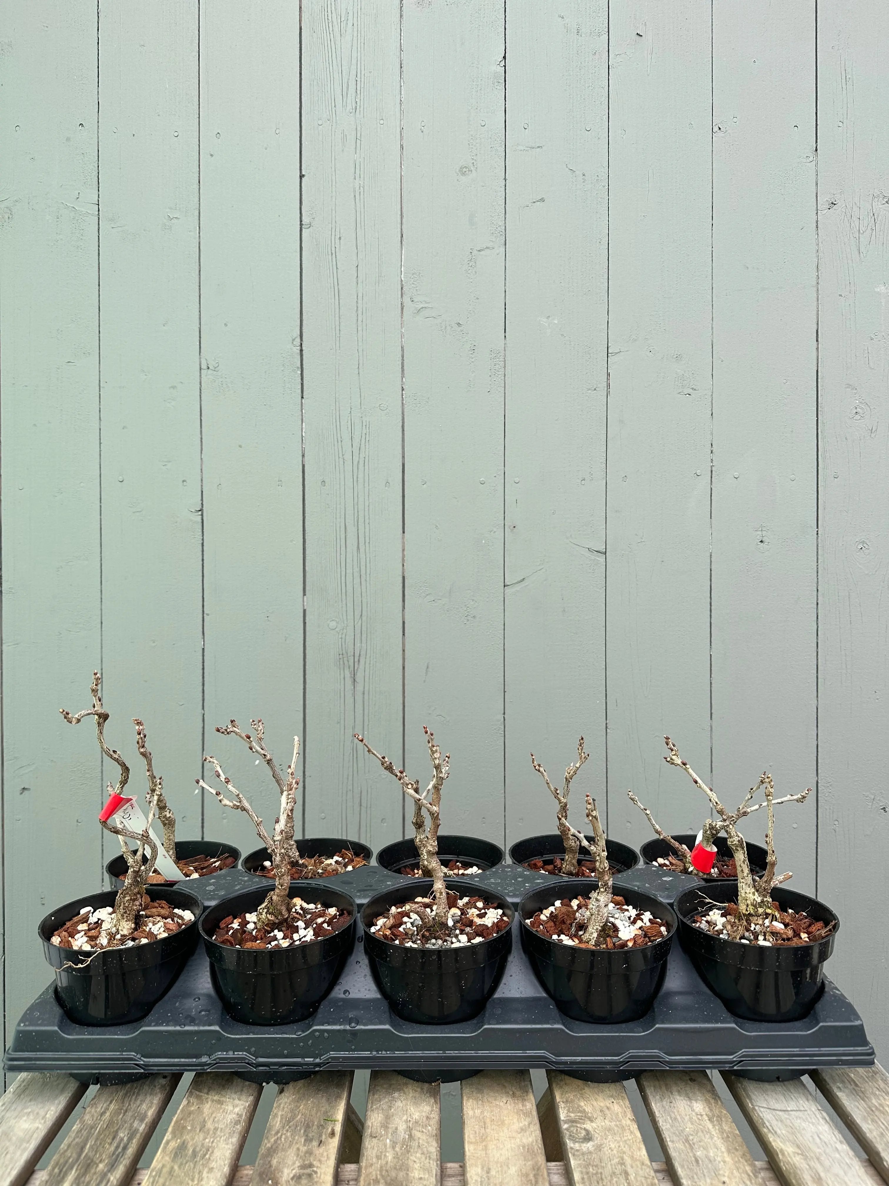 Wisteria F. (grafted) Canada Bonsai