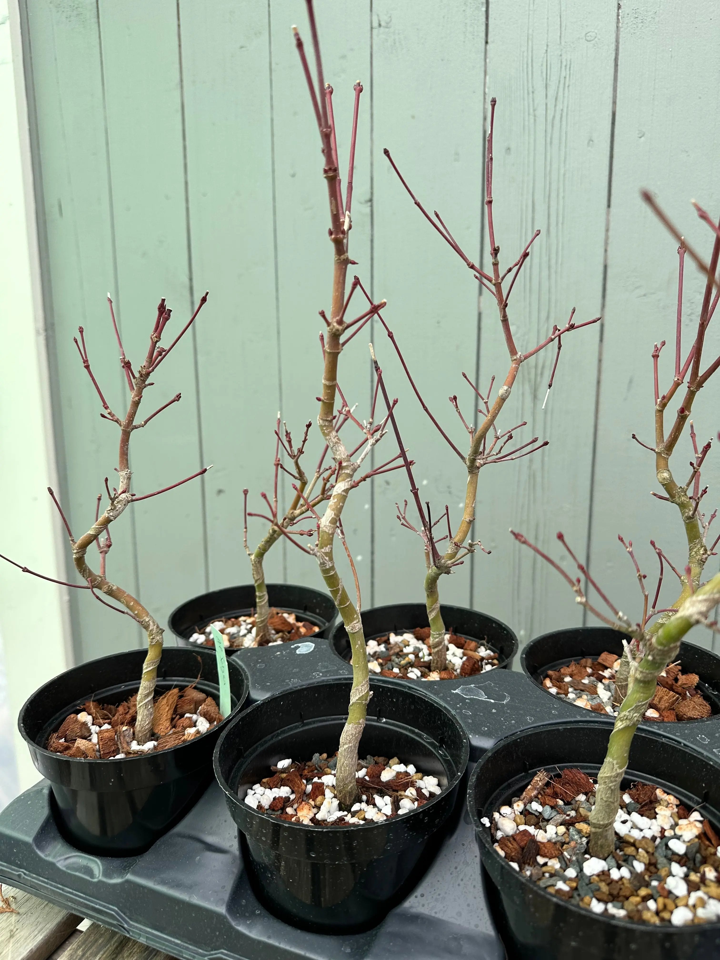Japanese Maple 'Seigen' Canada Bonsai