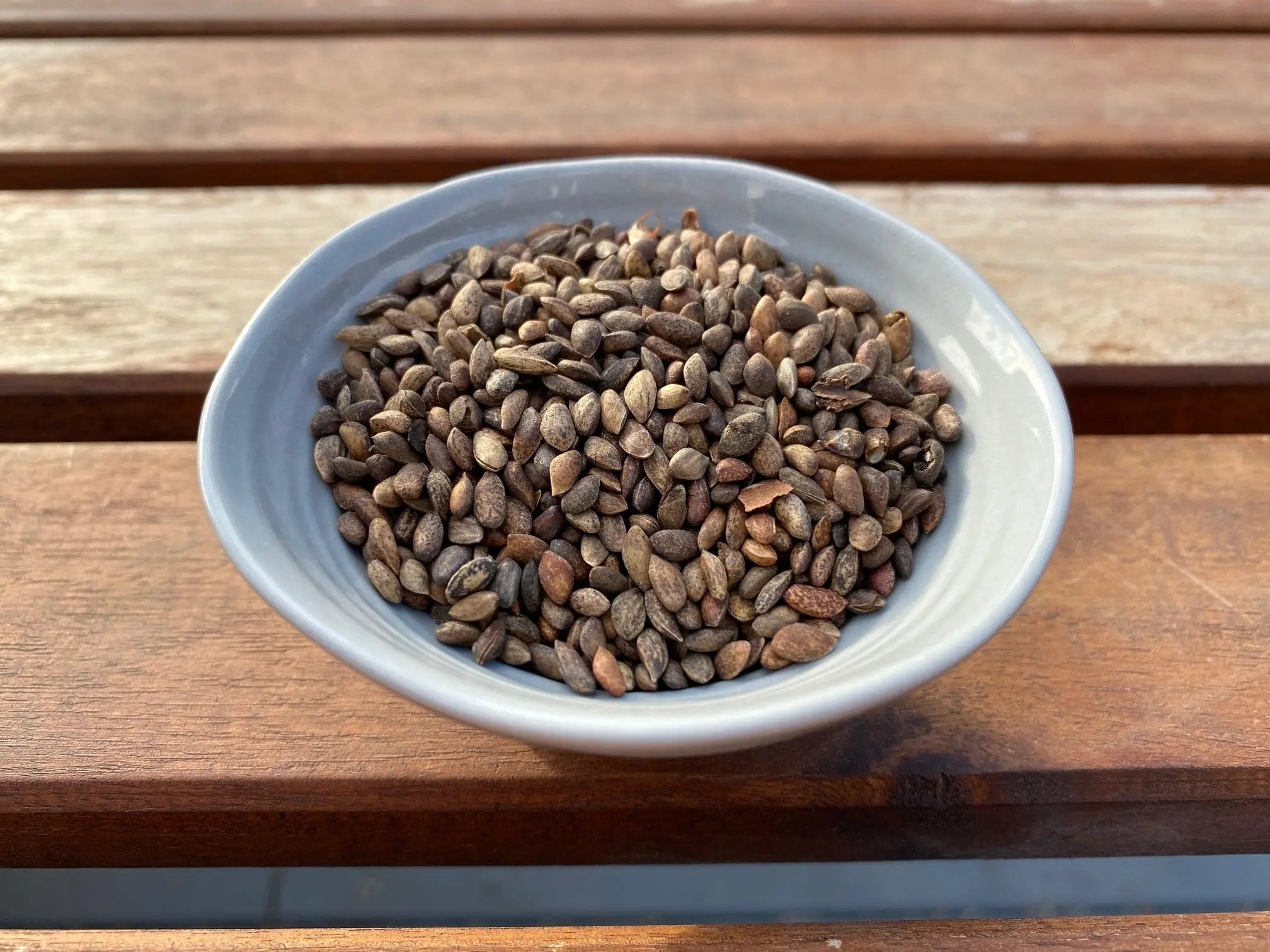 Pinus thunbergii (Japanese Black Pine) var Awaji (Rough Bark) CB Seeds